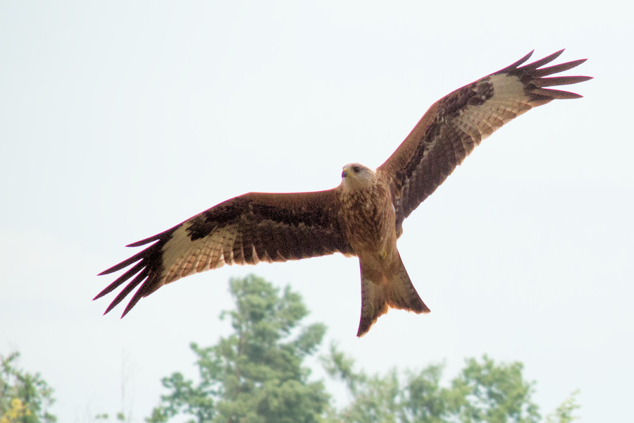 Canon EF 300mm F4L IS USM sample photo. Roter milan photography