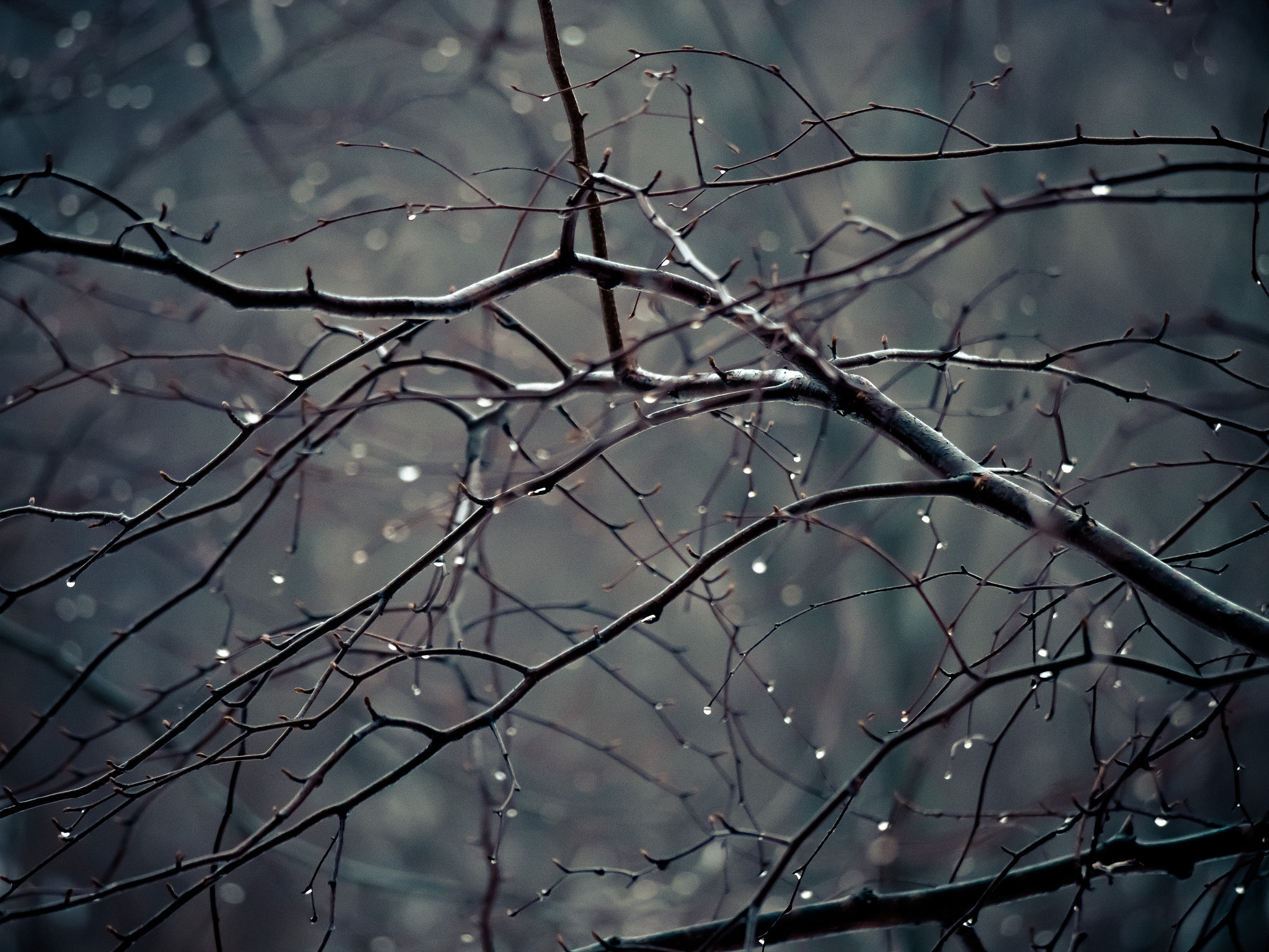 Olympus OM-D E-M5 sample photo. Fog in february photography