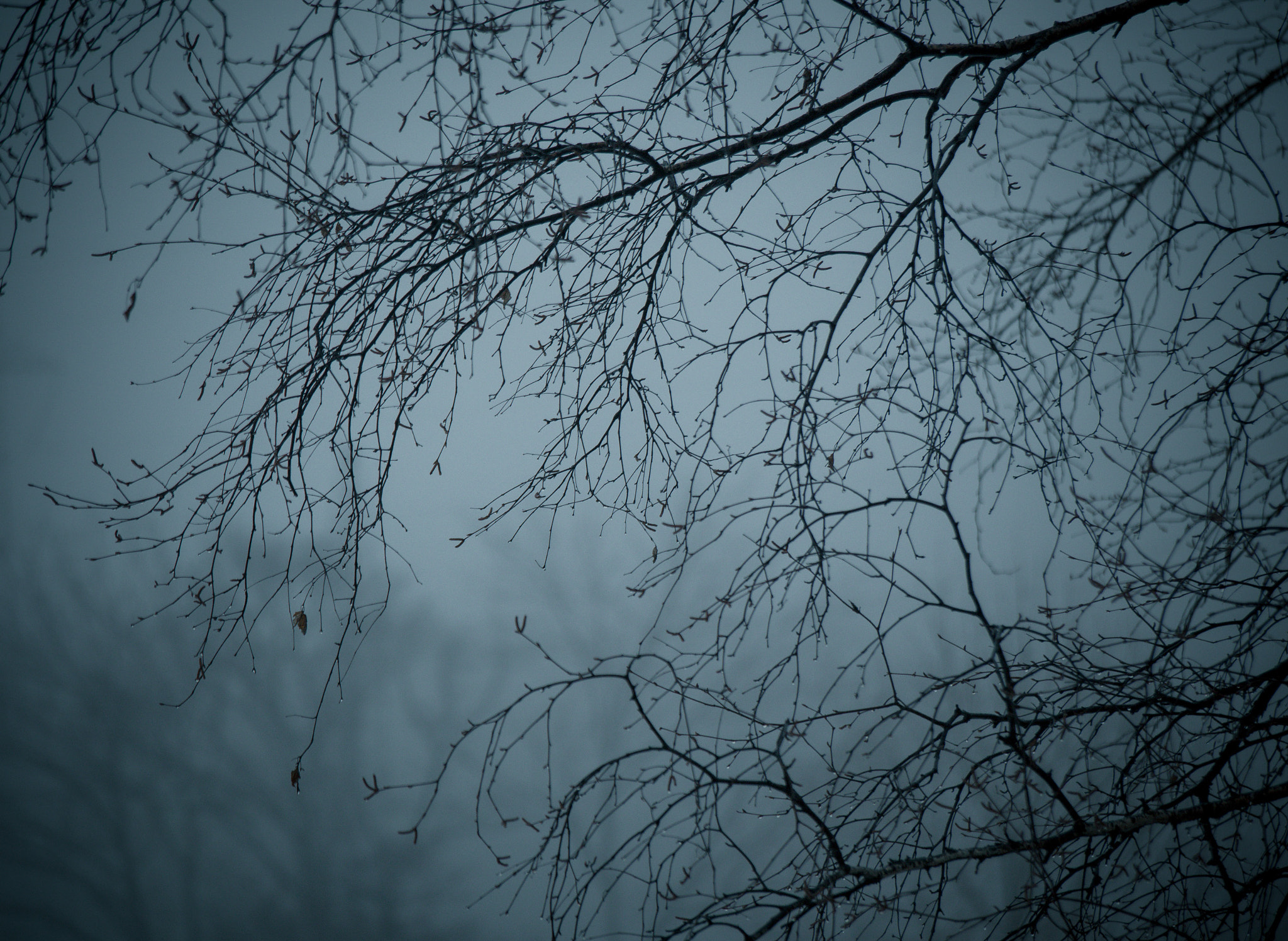 Olympus OM-D E-M5 sample photo. Fog in february photography