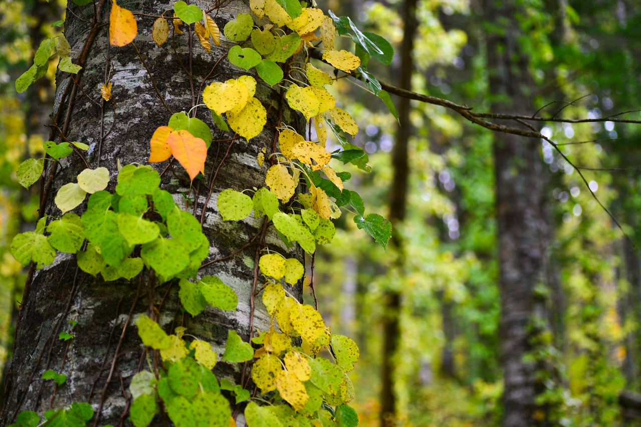Nikon Df sample photo. Autumn leaves photography