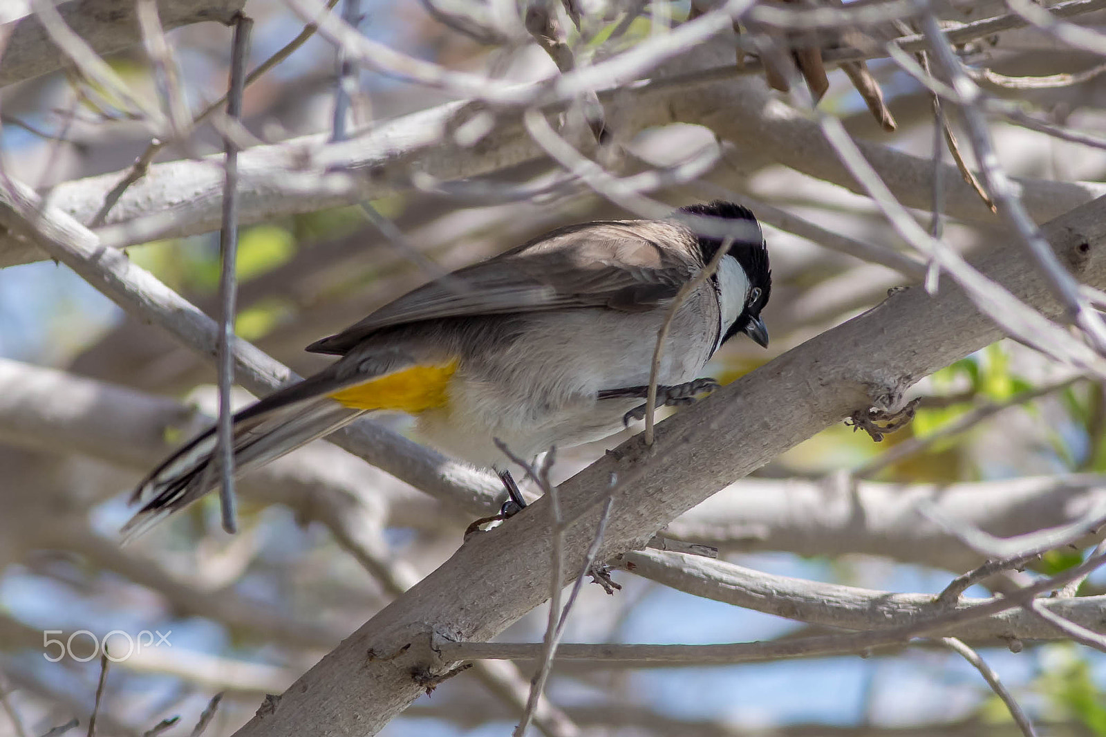 Canon EOS 6D + Canon EF 400mm F5.6L USM sample photo. Yellow vented bulbul photography