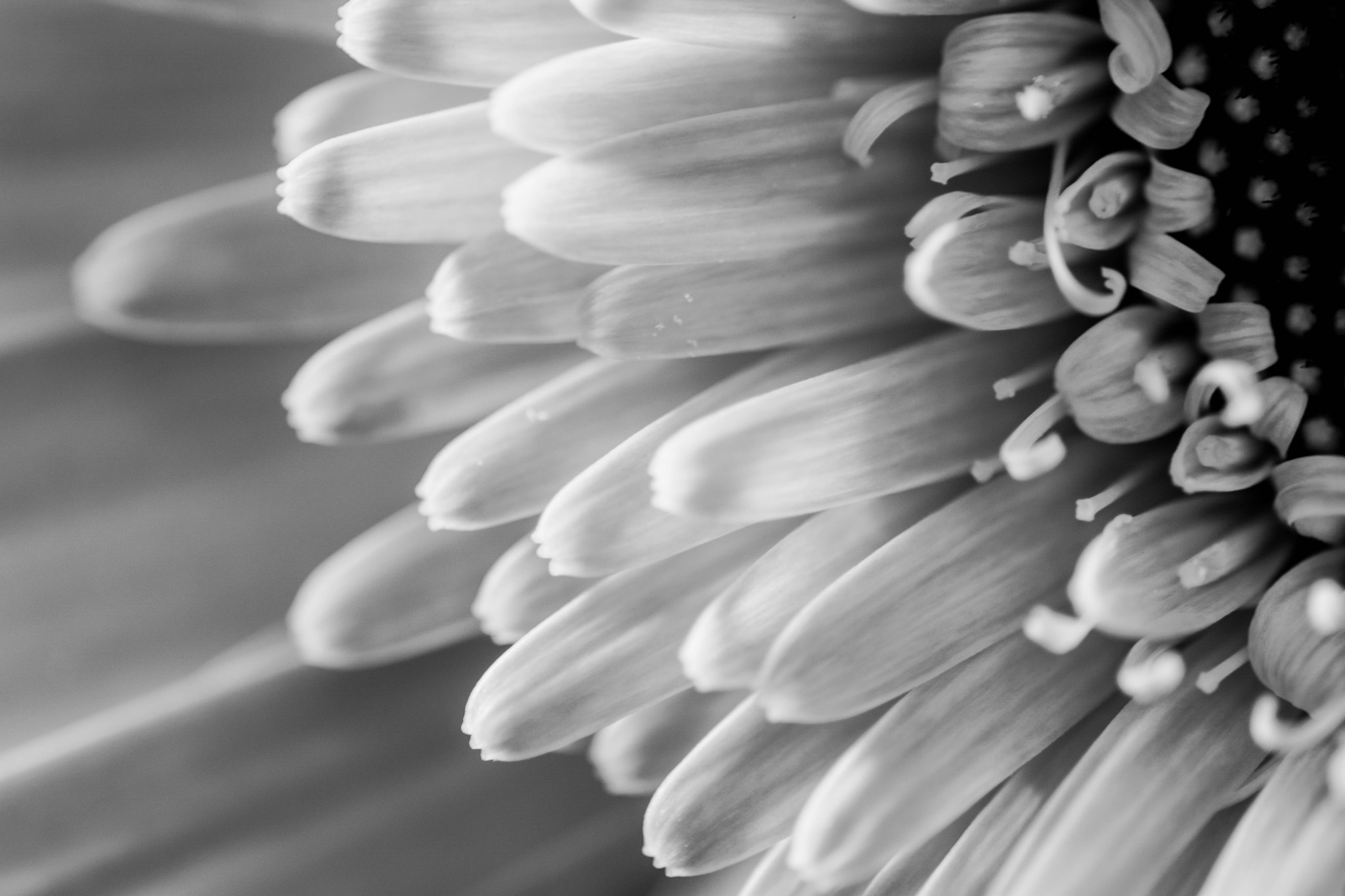 Nikon D5200 + Nikon AF Micro-Nikkor 200mm F4D ED-IF sample photo. Black and white petals photography