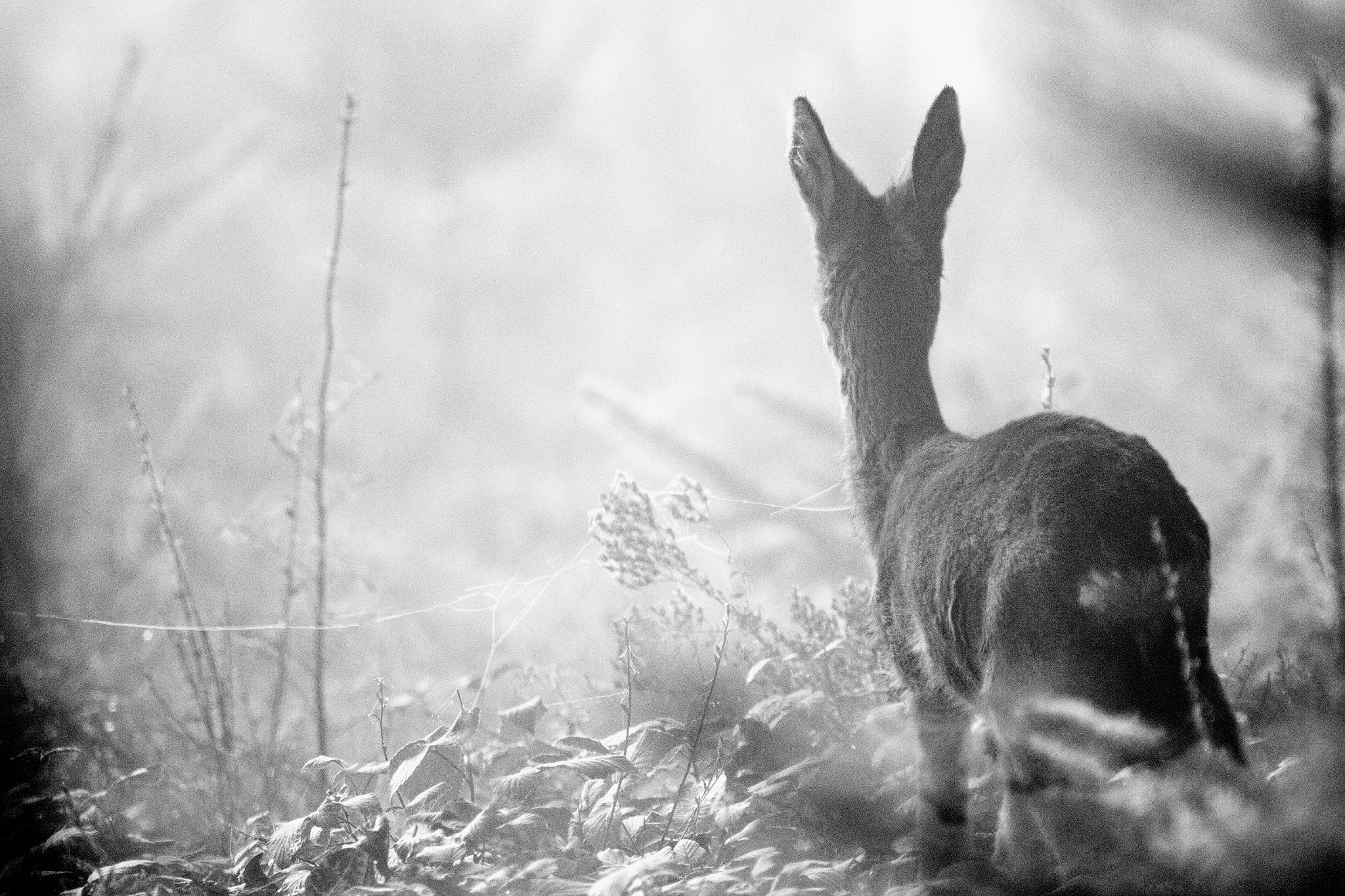 Sigma 150-600mm F5-6.3 DG OS HSM | C sample photo. A young doe in the fog photography