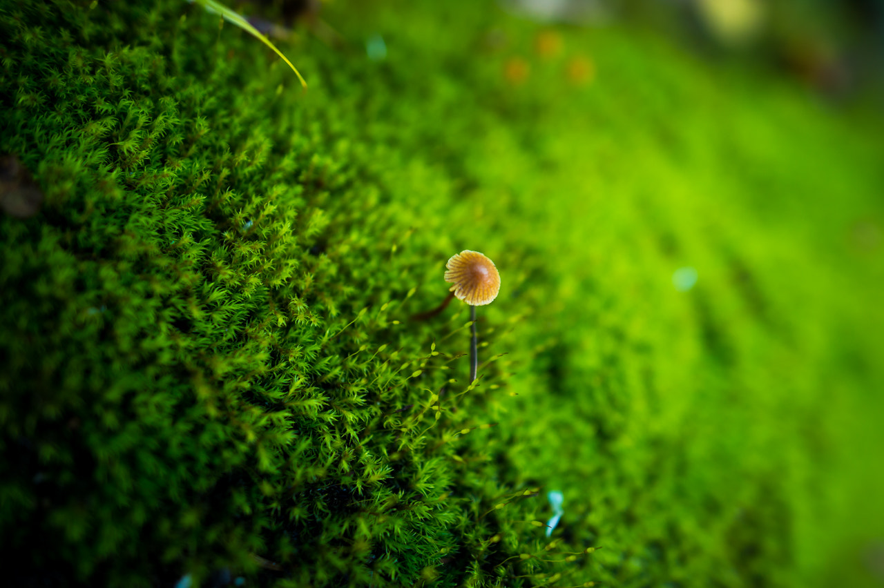 Nikon Df + Nikon AF-S Nikkor 20mm F1.8G ED sample photo. Moss and mushrooms photography