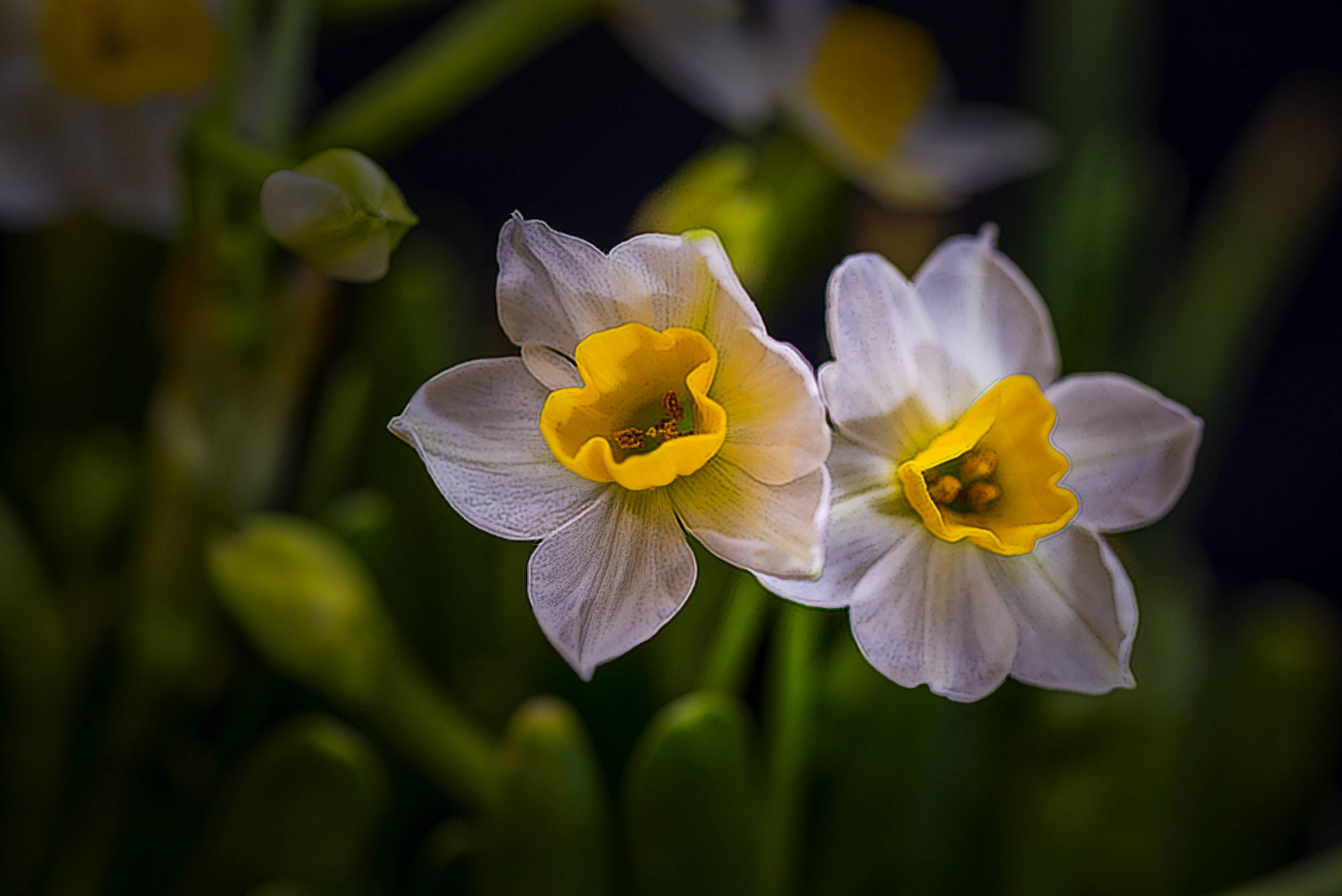 Nikon D600 sample photo. Daffodils photography