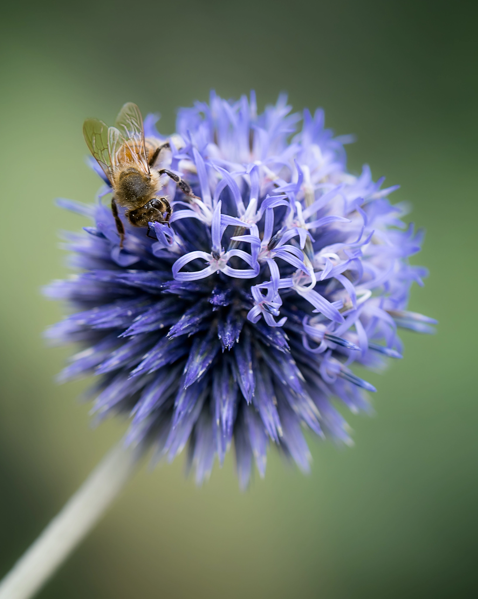 Olympus OM-D E-M10 + Olympus M.Zuiko Digital ED 40-150mm F2.8 Pro sample photo. Bee a little contrast photography