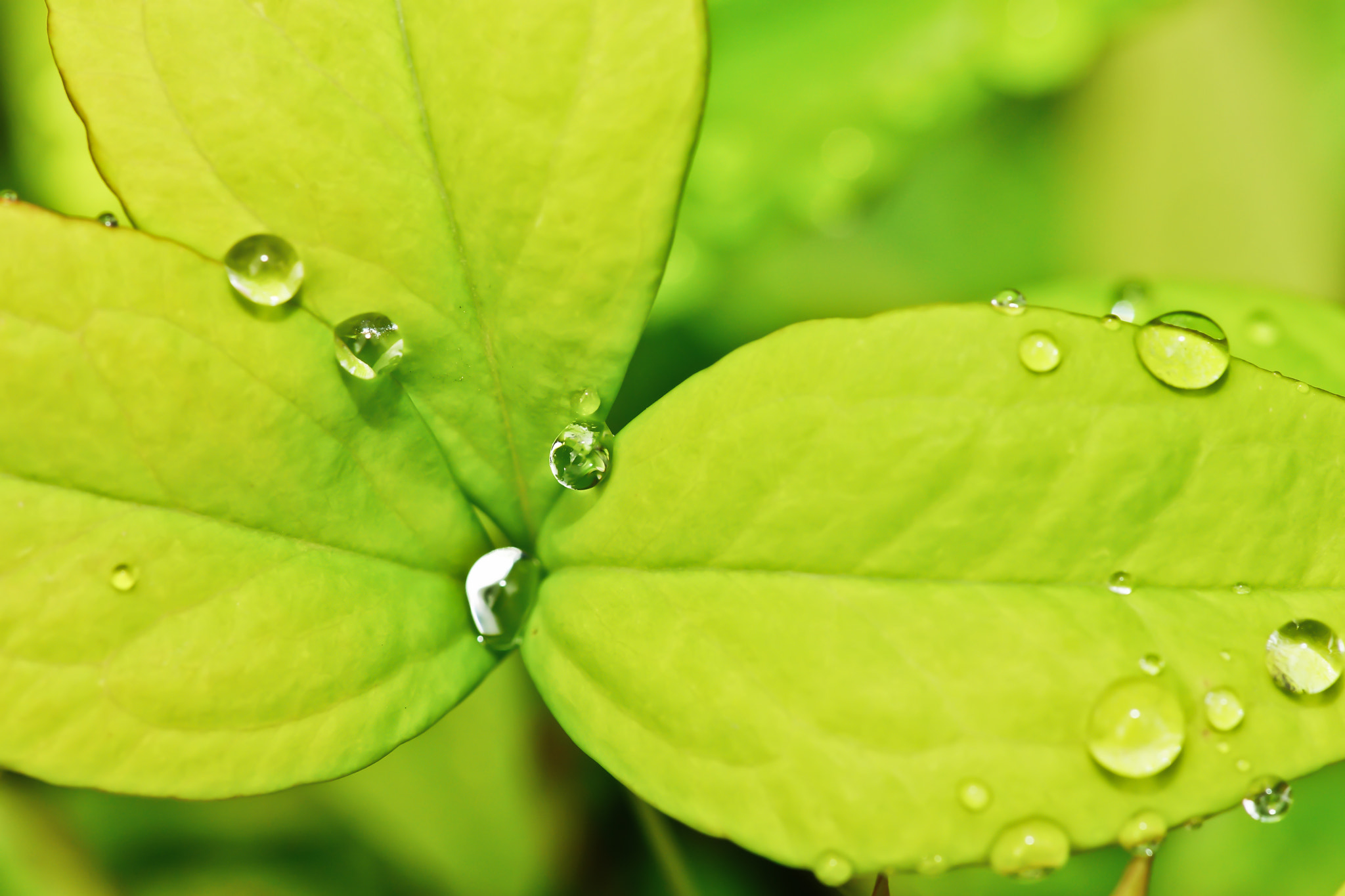 Sony a99 II + Tamron SP AF 90mm F2.8 Di Macro sample photo. Gotas y hojas photography