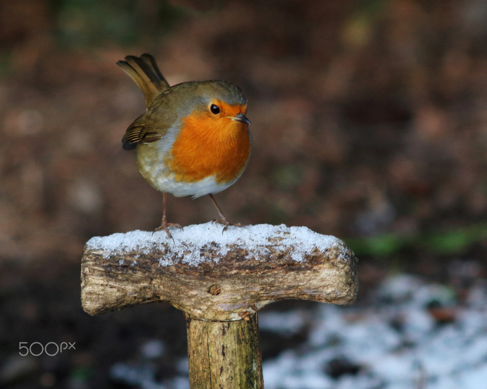Canon EF 200mm F2.8L II USM sample photo. Robin 38 photography