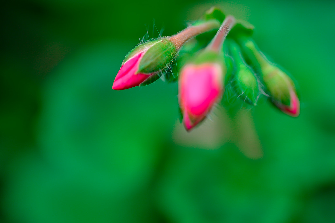 Nikon Df sample photo. Plant photography