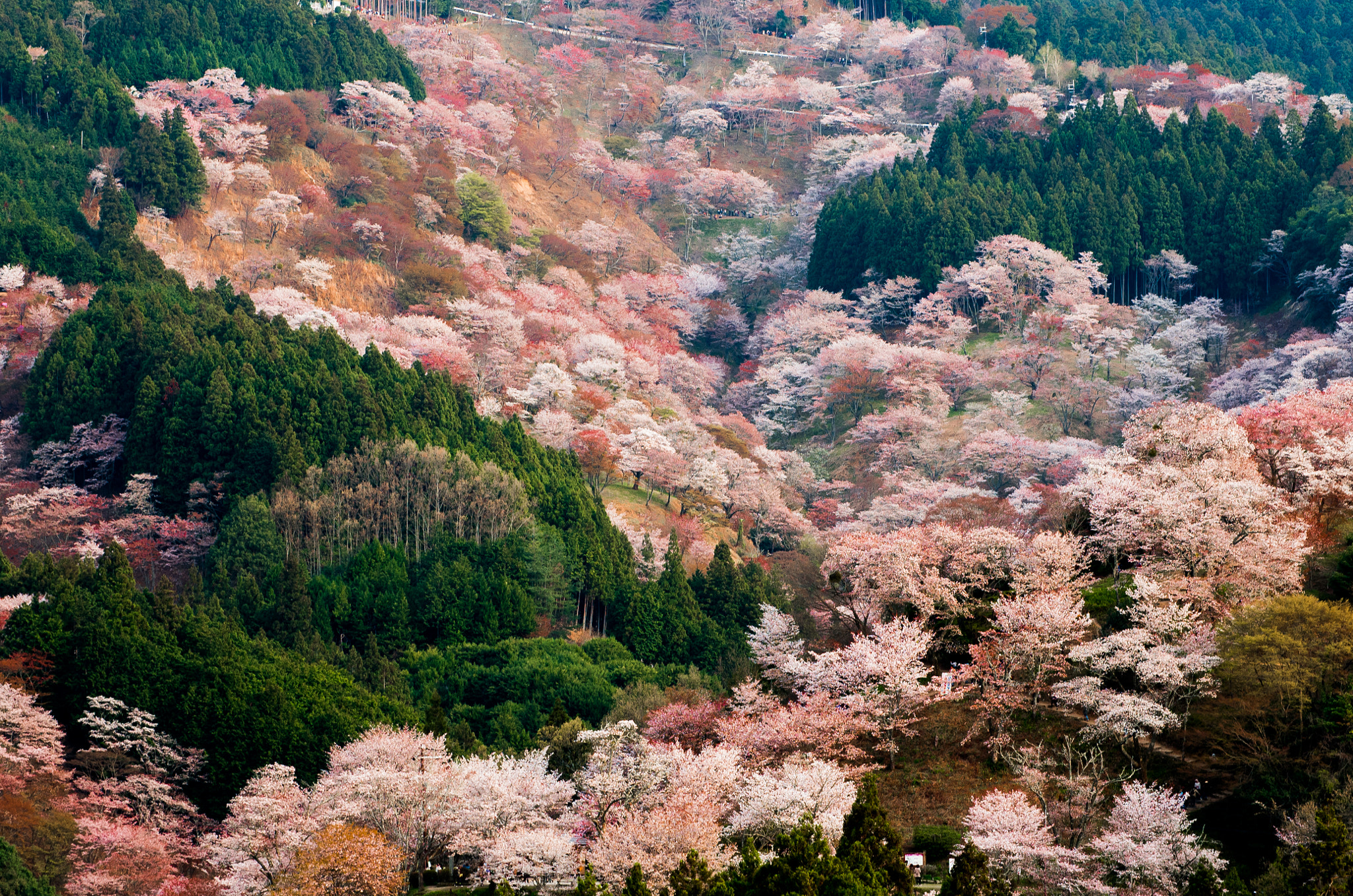 Pentax smc DA* 50-135mm F2.8 ED (IF) SDM sample photo. Mt.yoshino photography