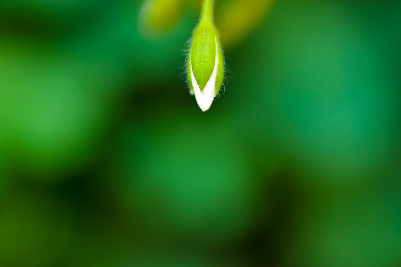 Nikon Df sample photo. Plant photography