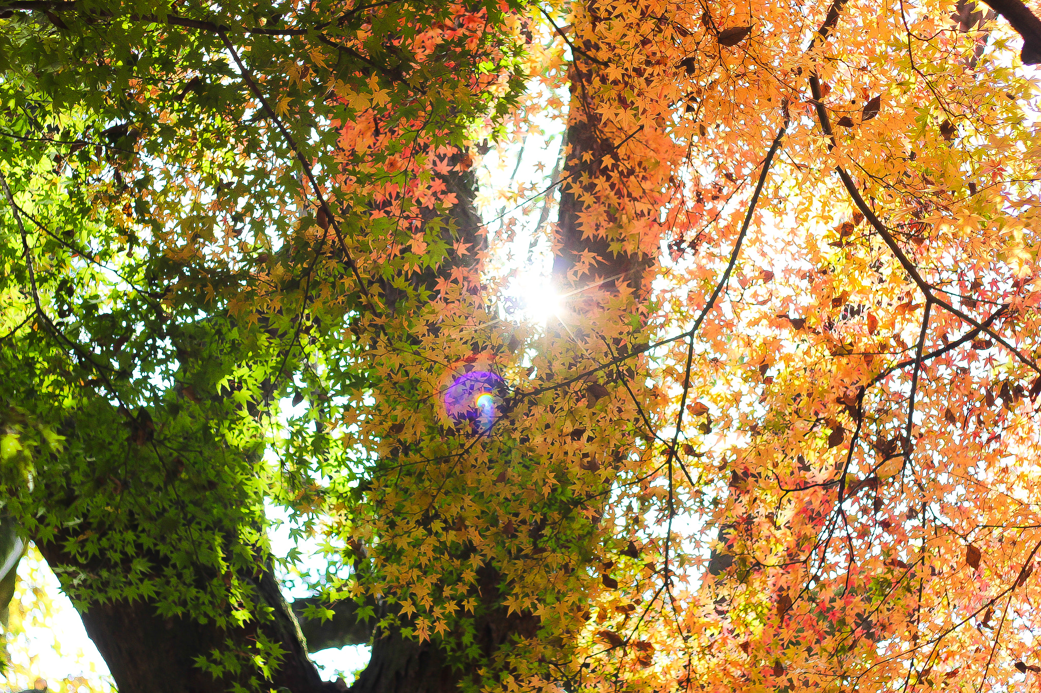 Canon EOS 600D (Rebel EOS T3i / EOS Kiss X5) + Canon EF 50mm F1.8 II sample photo. Changing season photography