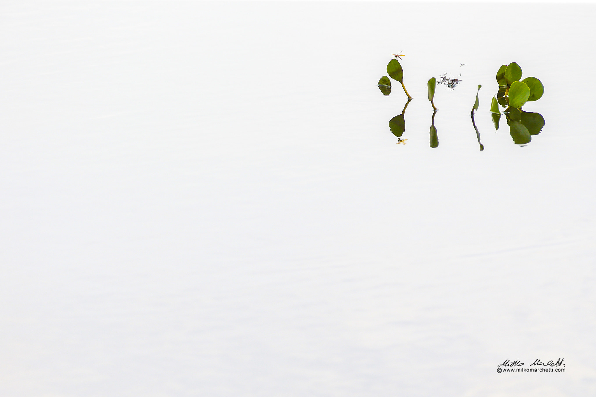Canon EF 300mm f/2.8L + 1.4x sample photo. Leaves photography