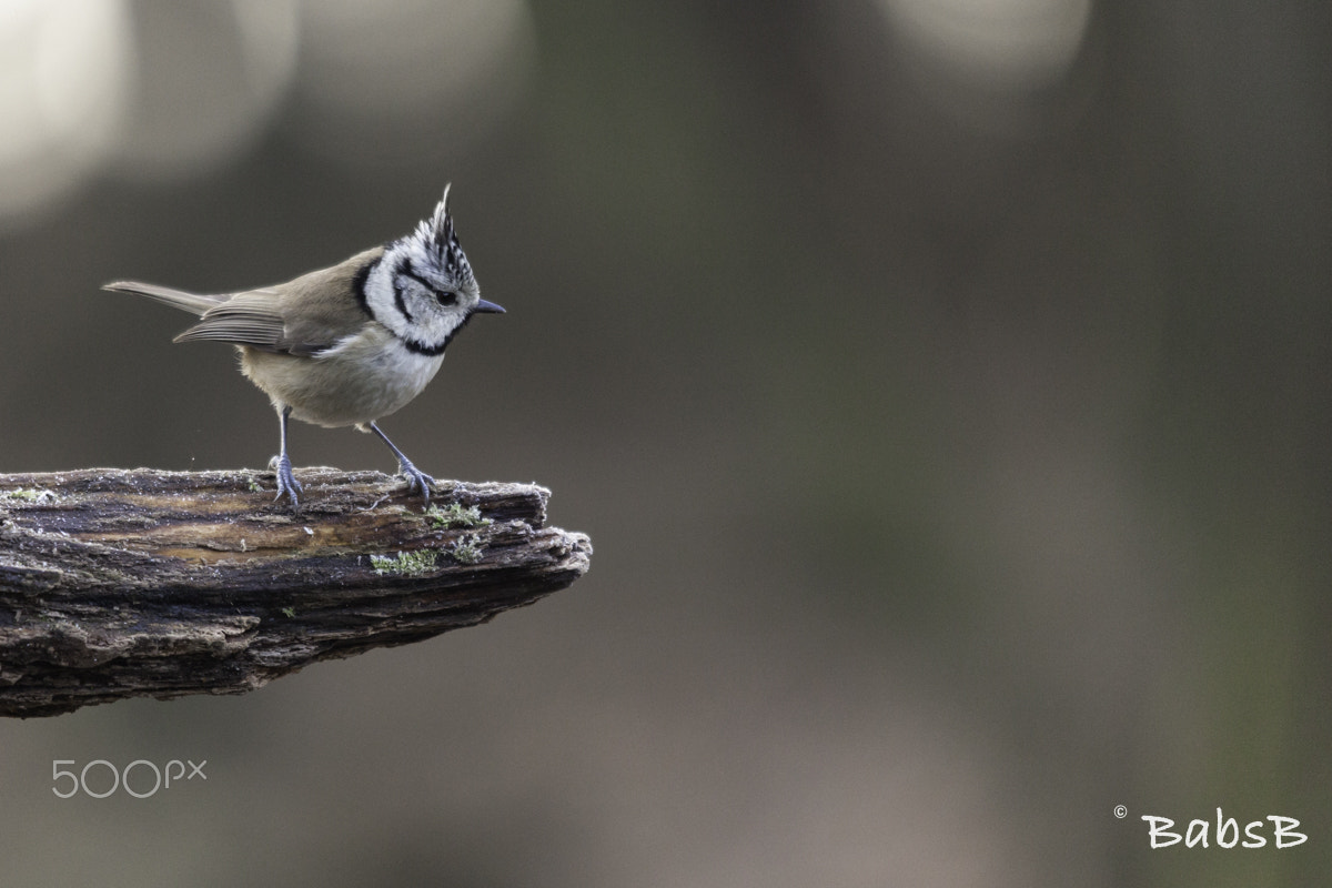 Sigma 150-500mm F5-6.3 DG OS HSM sample photo. Crested tit photography