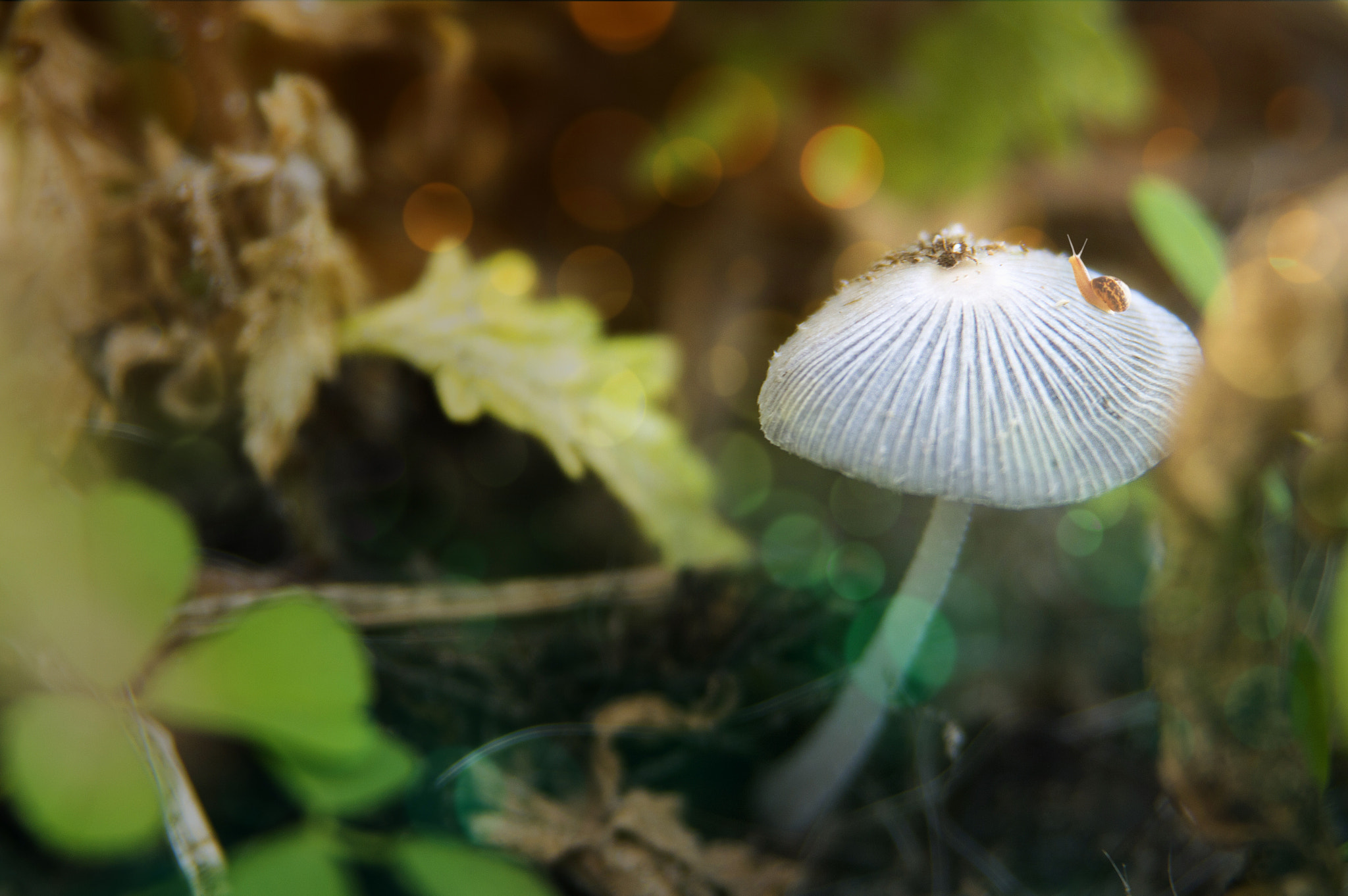 Nikon AF Nikkor 24-85mm F2.8-4D IF sample photo. A little fantasy photography