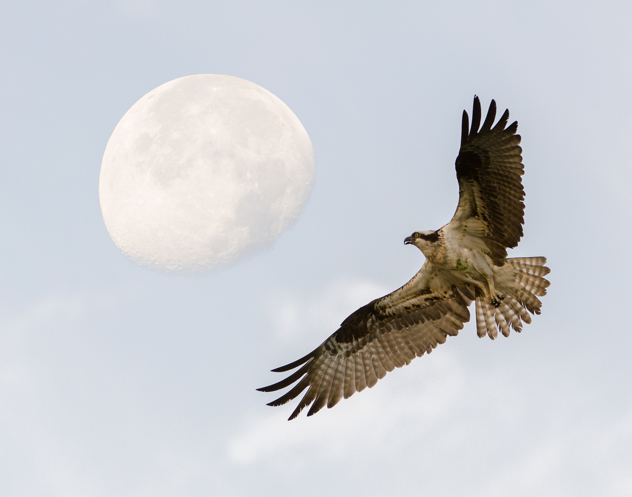 Nikon AF-S Nikkor 200-400mm F4G ED-IF VR sample photo. Osprey at swr moonset photography