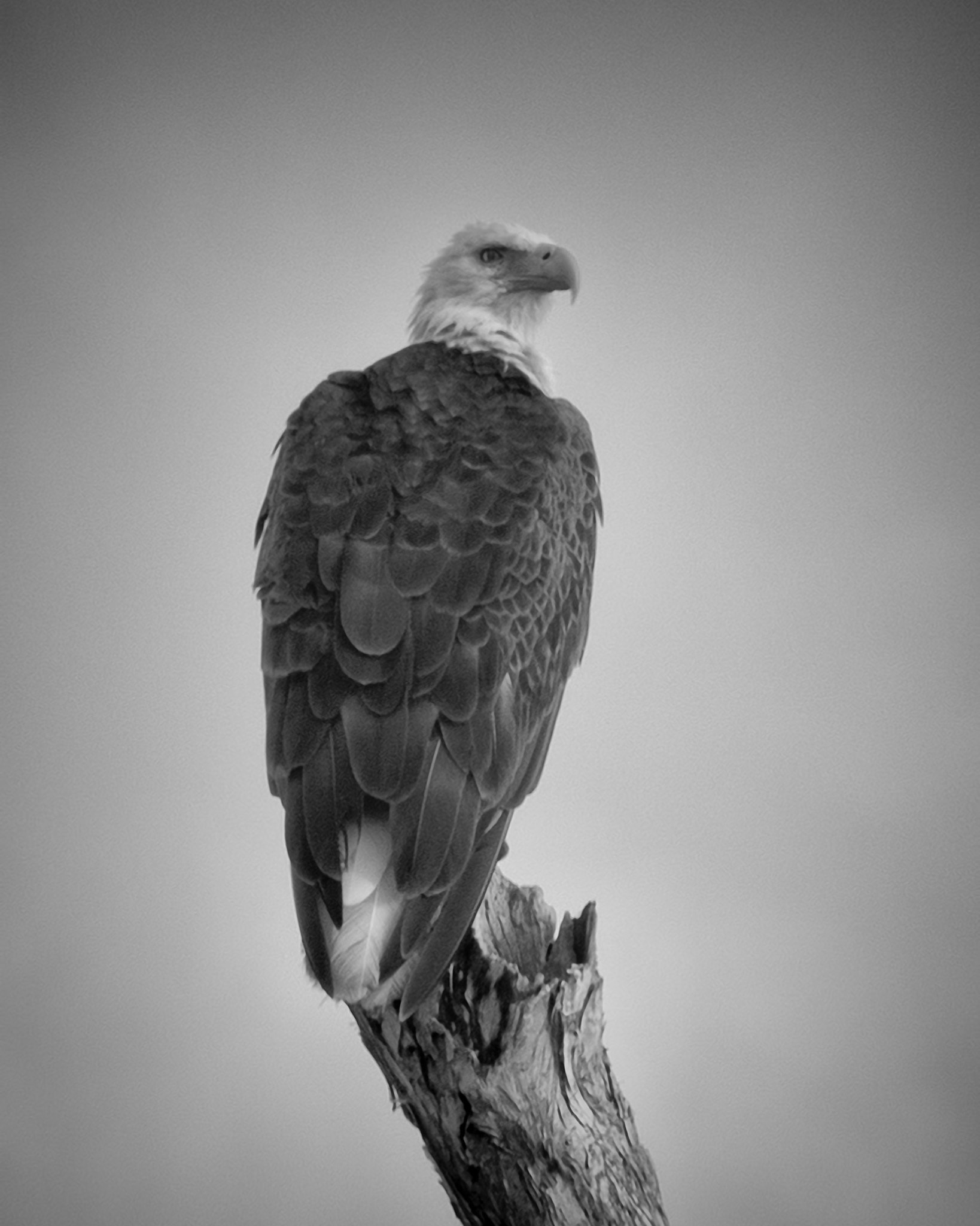 Nikon AF-S Nikkor 200-400mm F4G ED-IF VR sample photo. Neighborhood eagle photography
