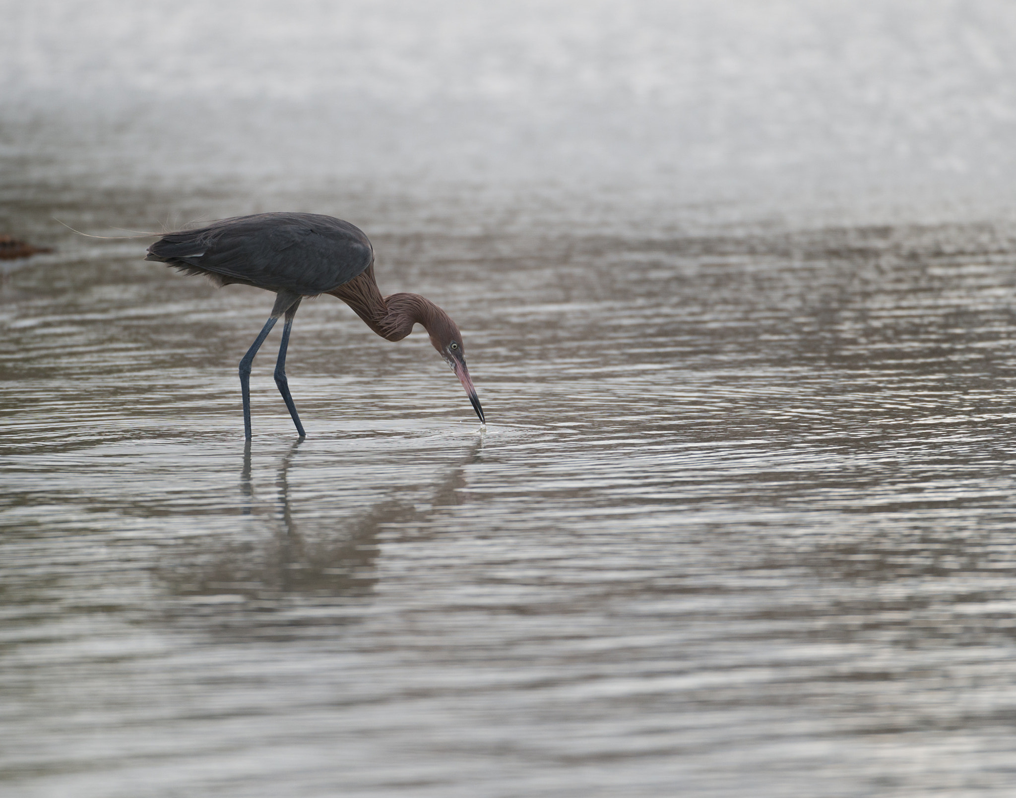 Nikon AF-S Nikkor 200-400mm F4G ED-IF VR sample photo. Reddish hunting photography