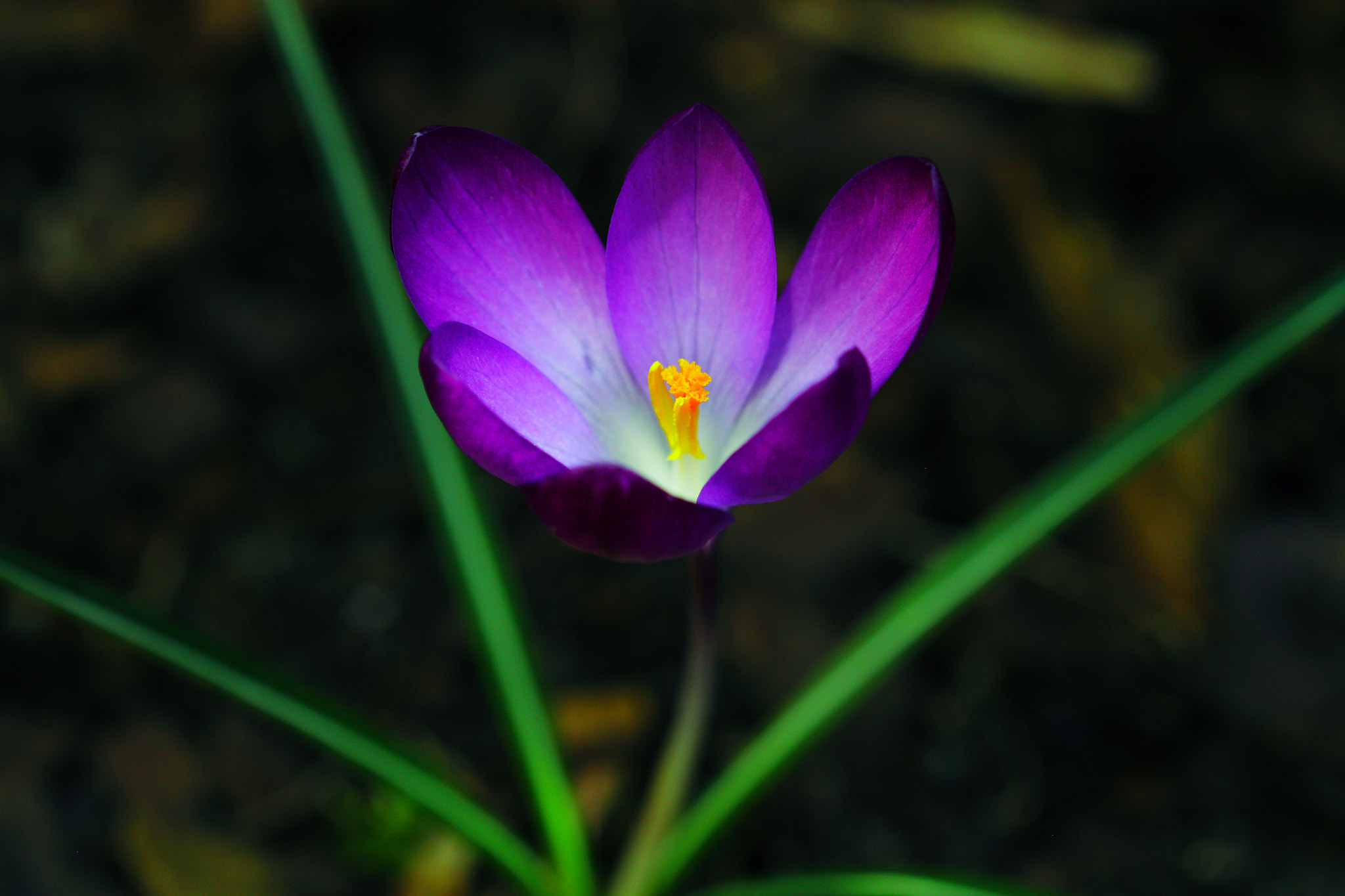 Canon 105mm sample photo. Img_7374.jpg photography
