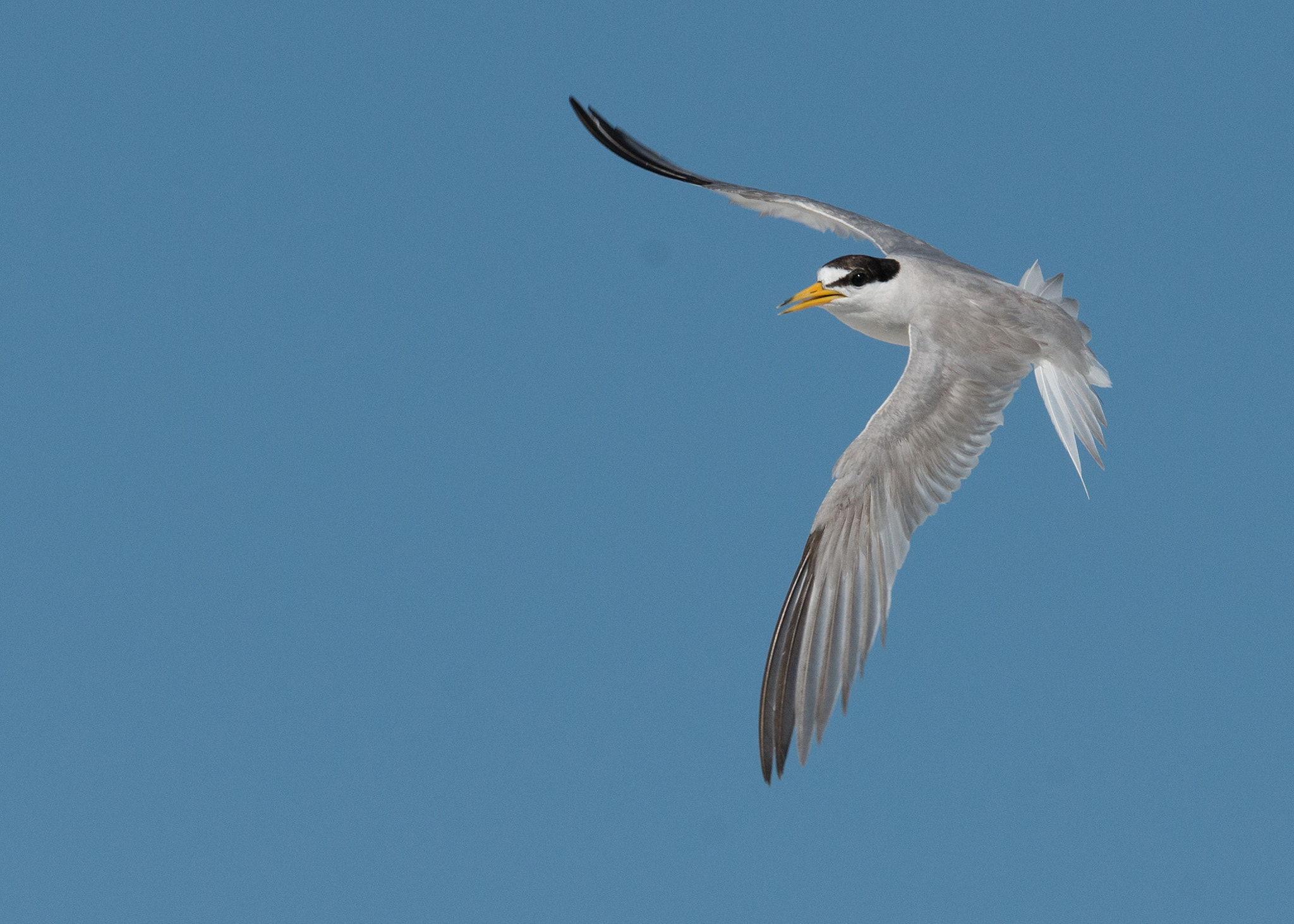 Nikon AF-S Nikkor 200-400mm F4G ED-IF VR sample photo. Lesser tern photography