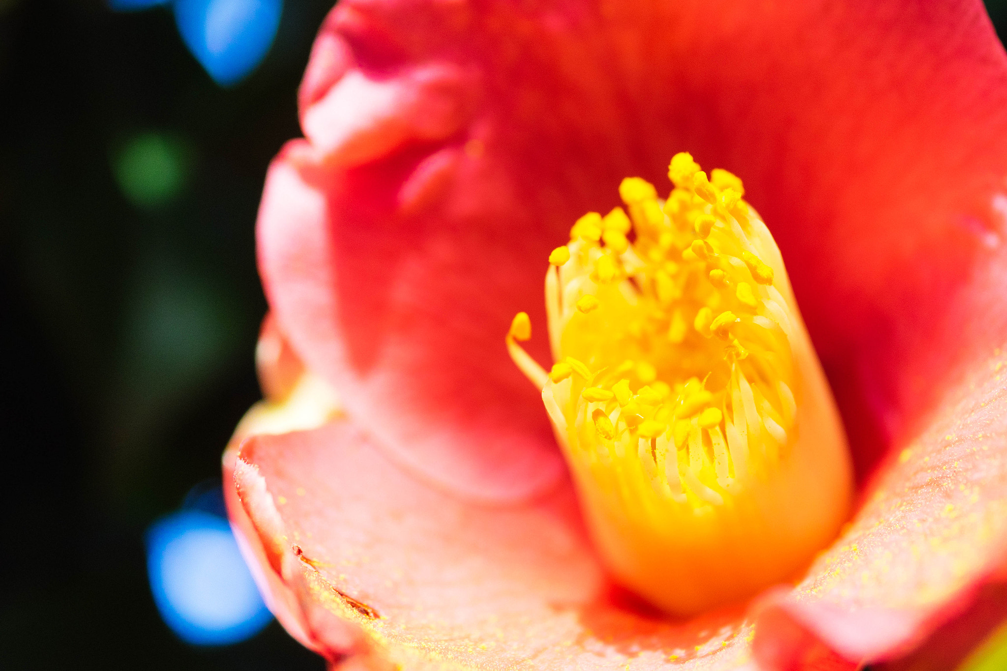 Panasonic Lumix G Macro 30mm F2.8 ASPH Mega OIS sample photo. Camellia photography