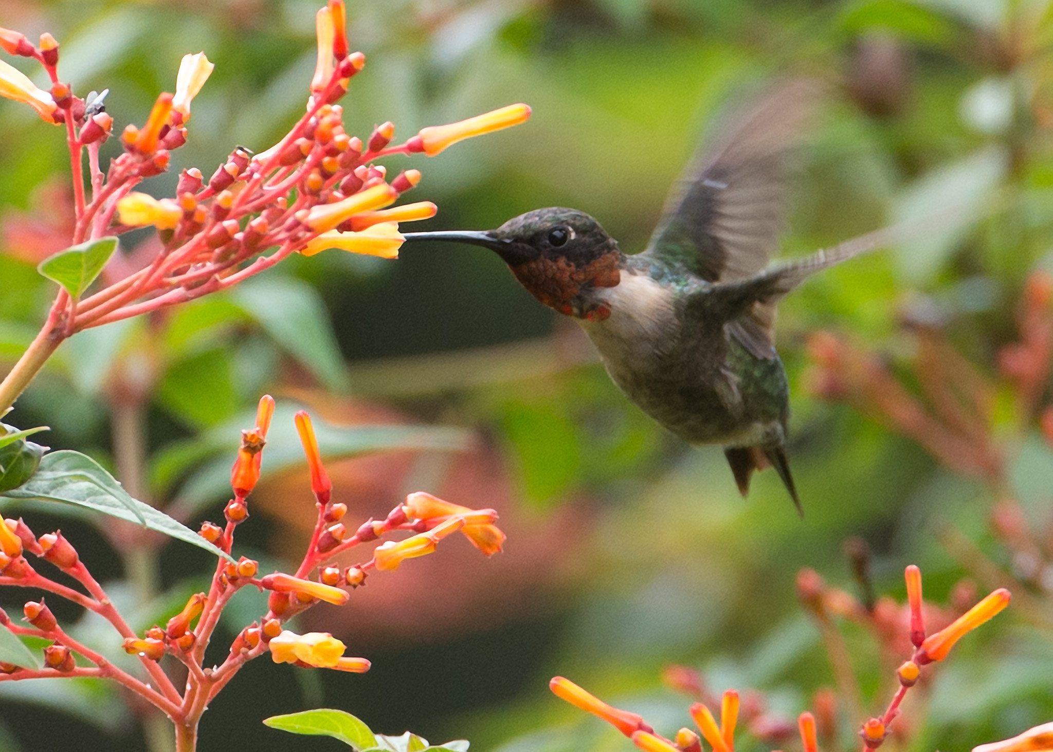 Nikon AF-S Nikkor 200-400mm F4G ED-IF VR sample photo. Hummingbird on firebush photography