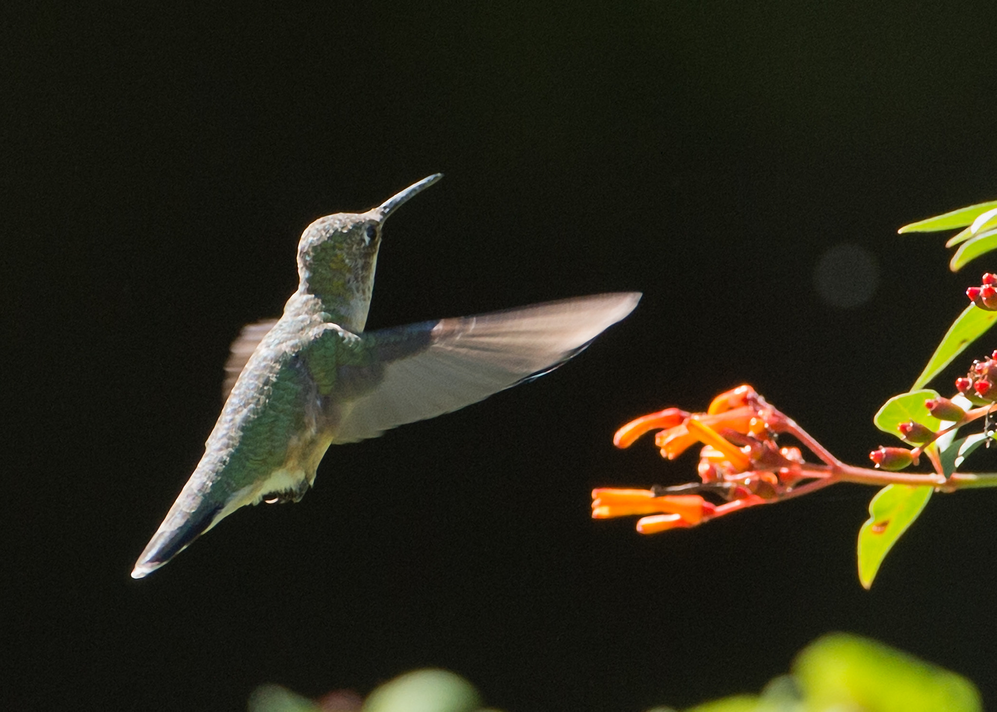 Nikon AF-S Nikkor 200-400mm F4G ED-IF VR sample photo. Hummingbird feeding on firebush photography