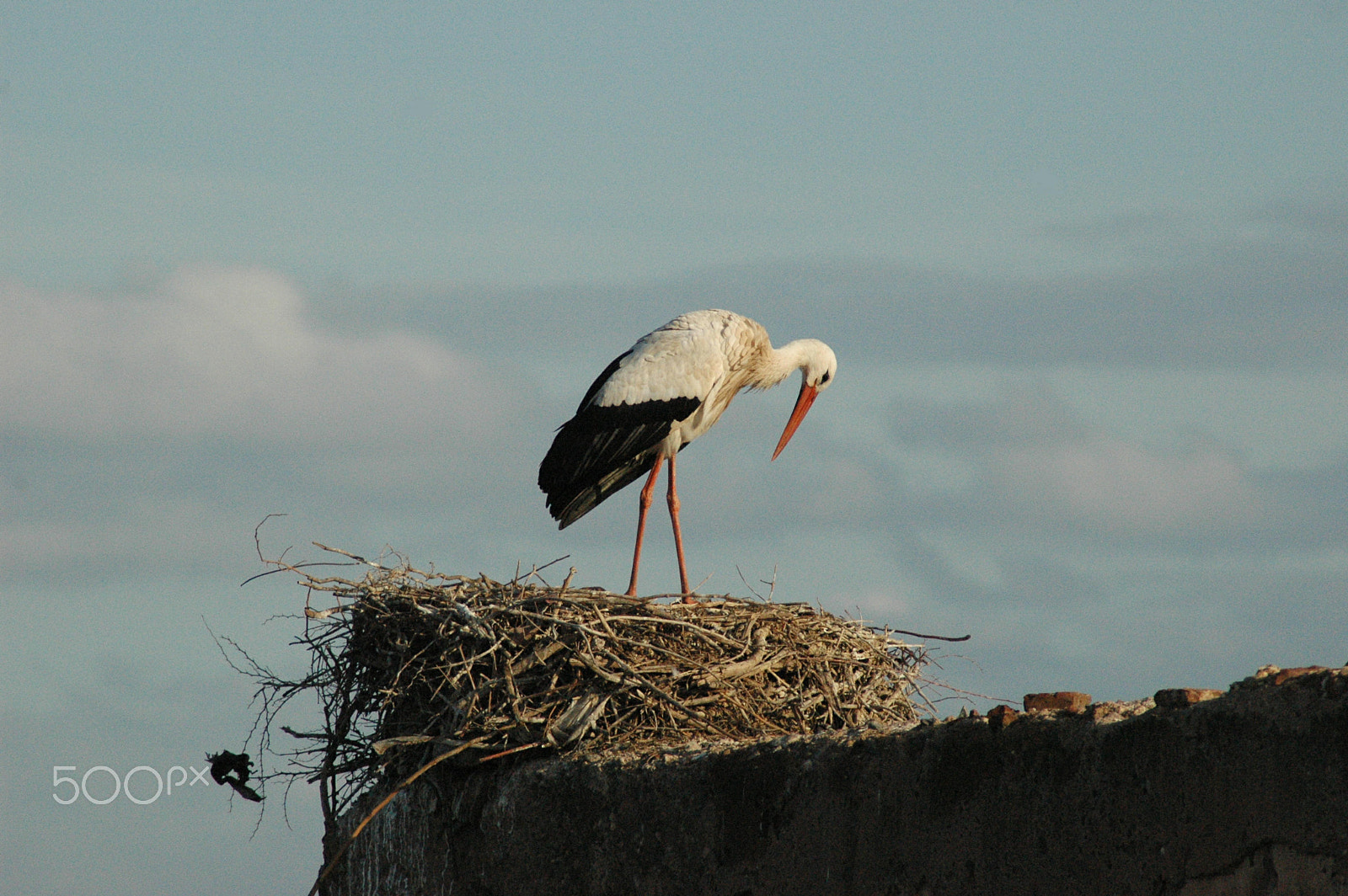 Nikon AF Nikkor 70-300mm F4-5.6G sample photo. Even storks travel to marrakech photography