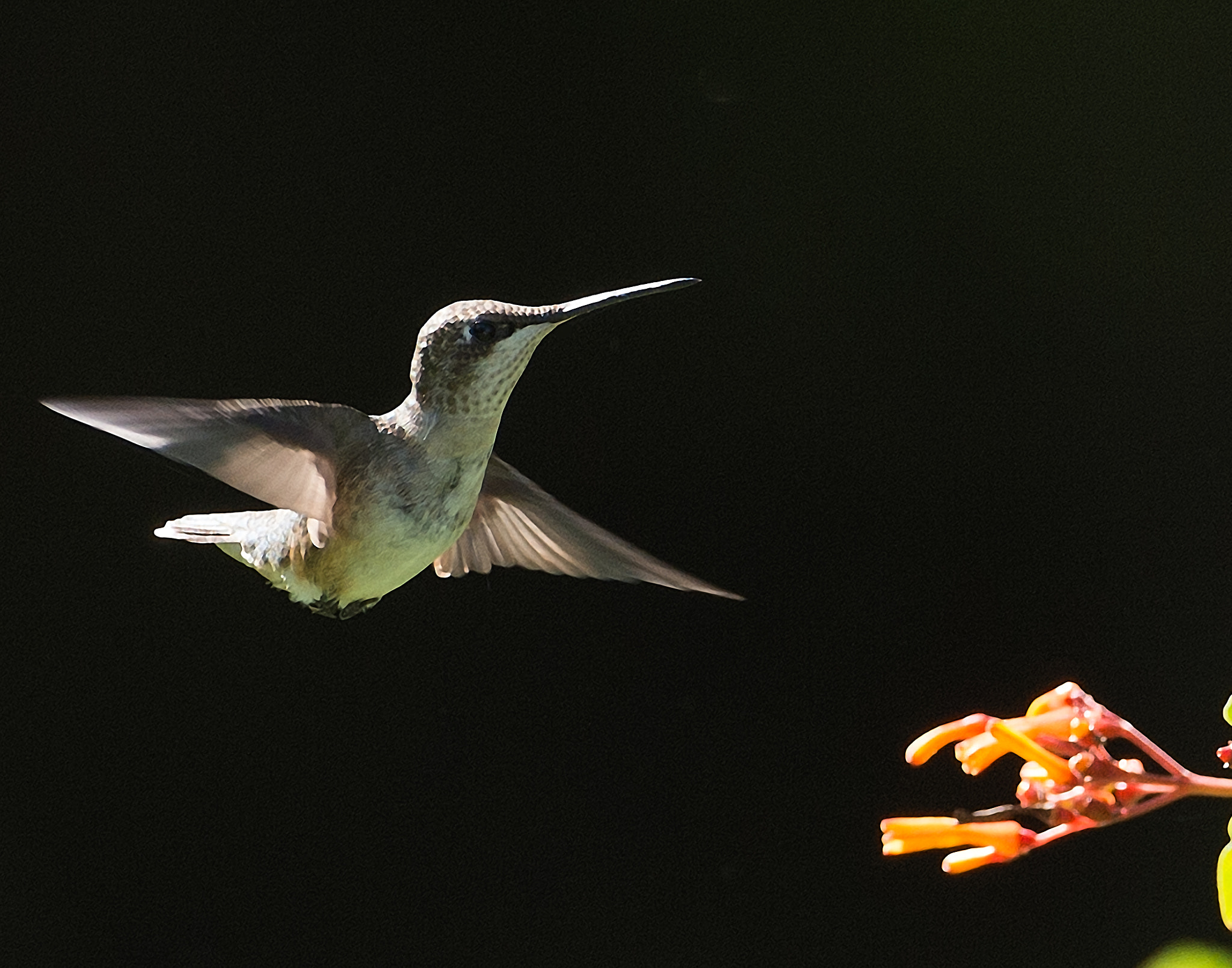 Nikon AF-S Nikkor 200-400mm F4G ED-IF VR sample photo. Hummingbird feeding on firebush photography