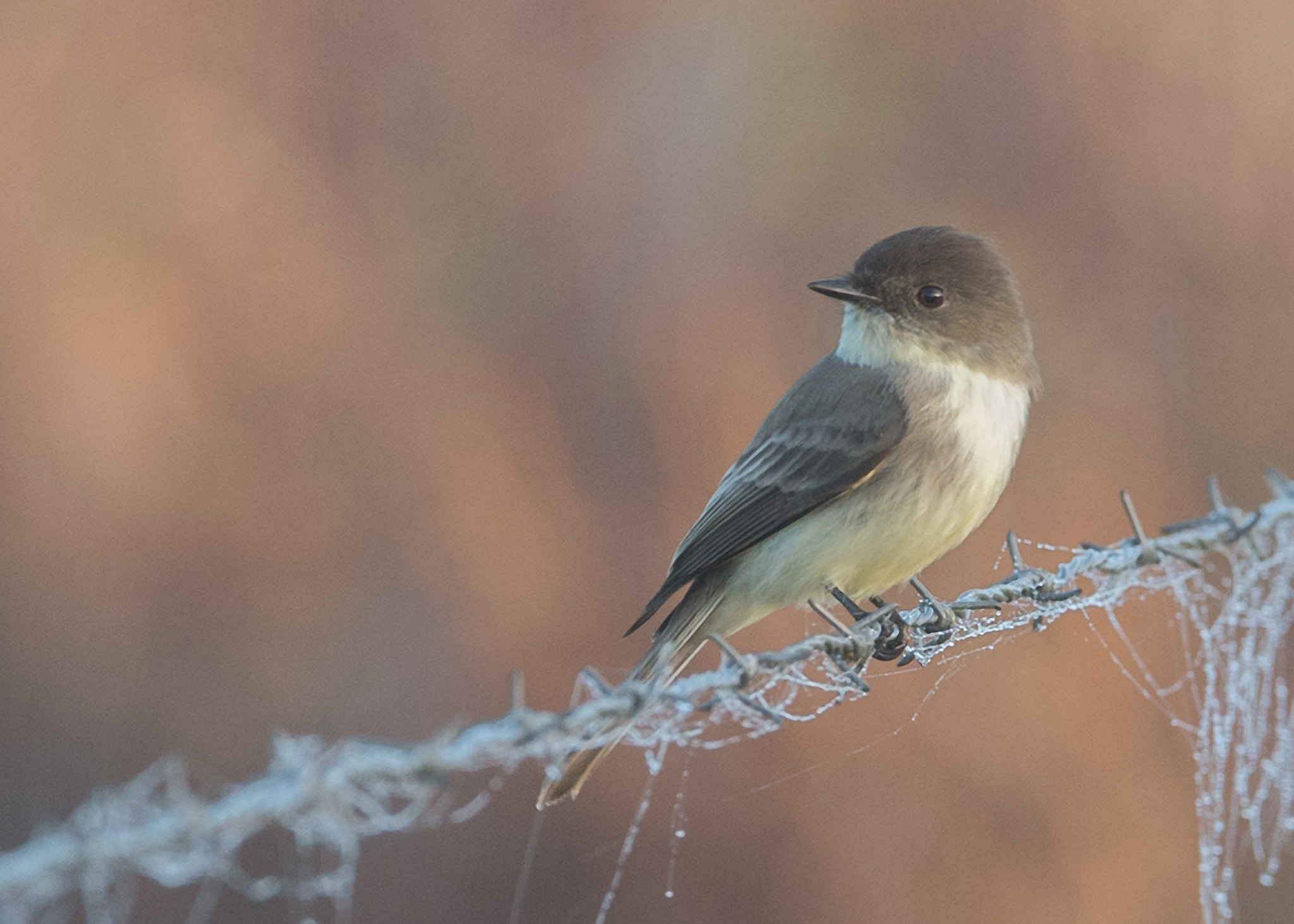 Nikon AF-S Nikkor 200-400mm F4G ED-IF VR sample photo. Bird photography