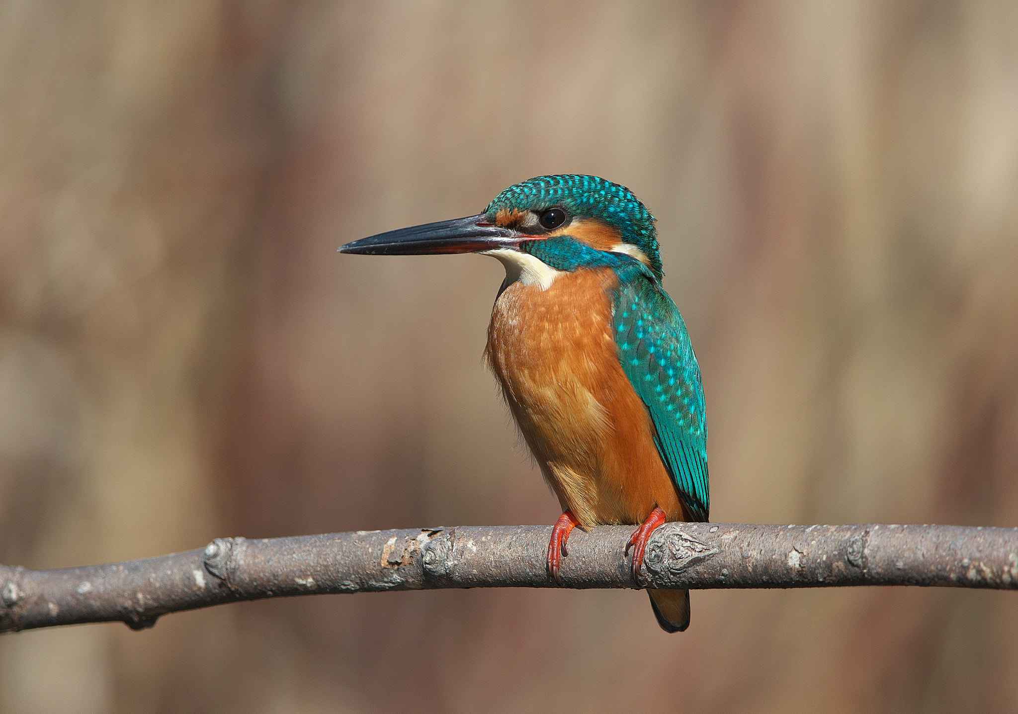 Canon EF 600mm F4L IS II USM sample photo. Jade photography