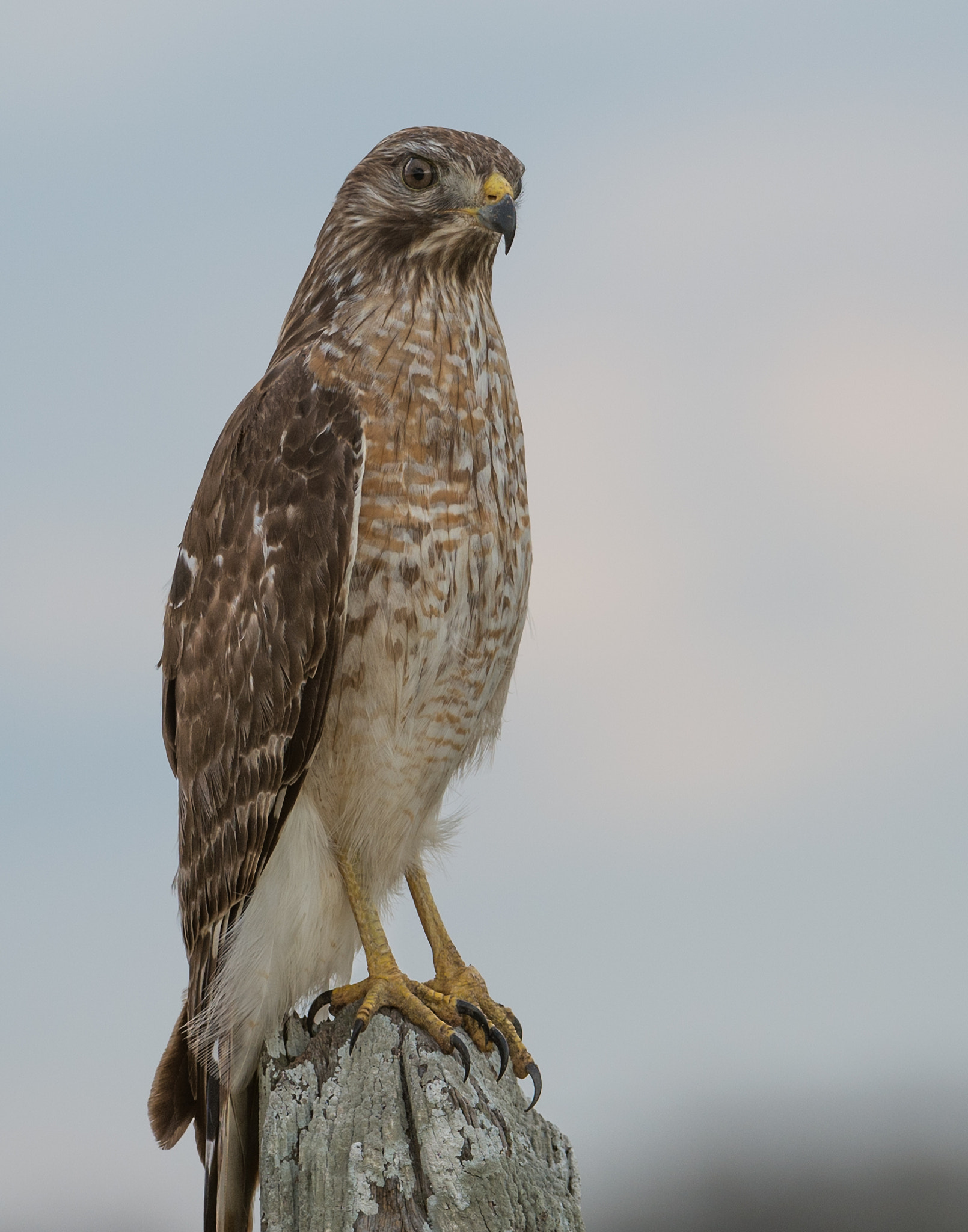 Nikon AF-S Nikkor 200-400mm F4G ED-IF VR sample photo. Red-shouldered hawk photography