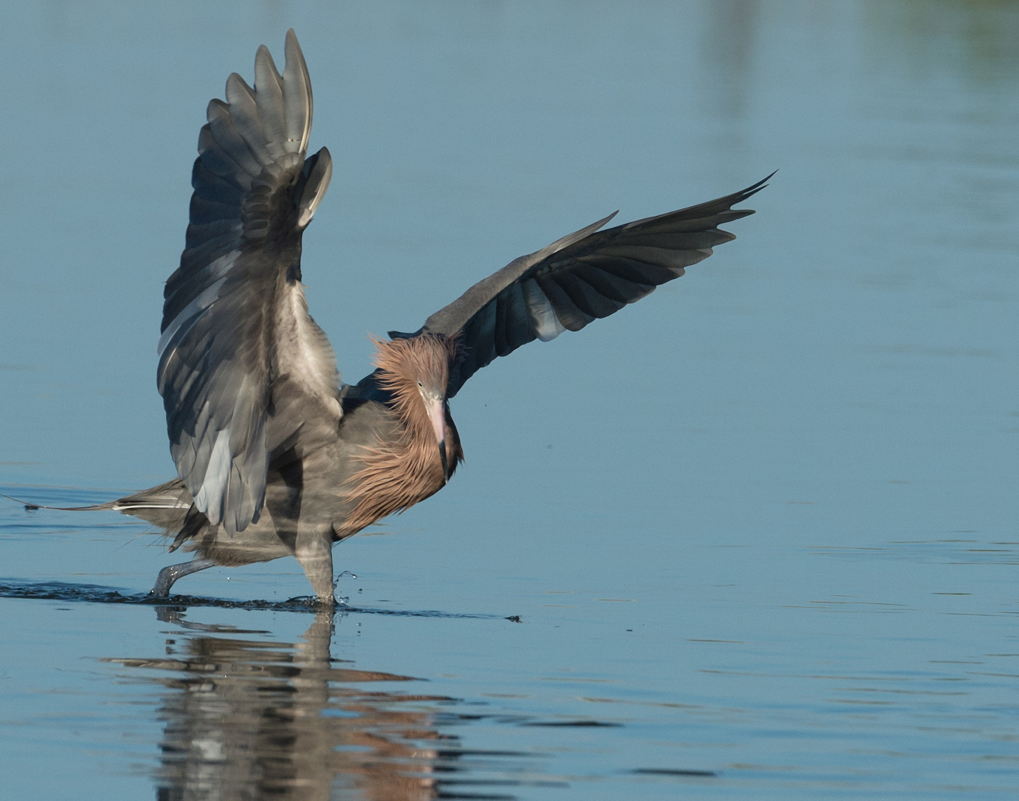 Nikon AF-S Nikkor 200-400mm F4G ED-IF VR sample photo. Red egret portrait photography
