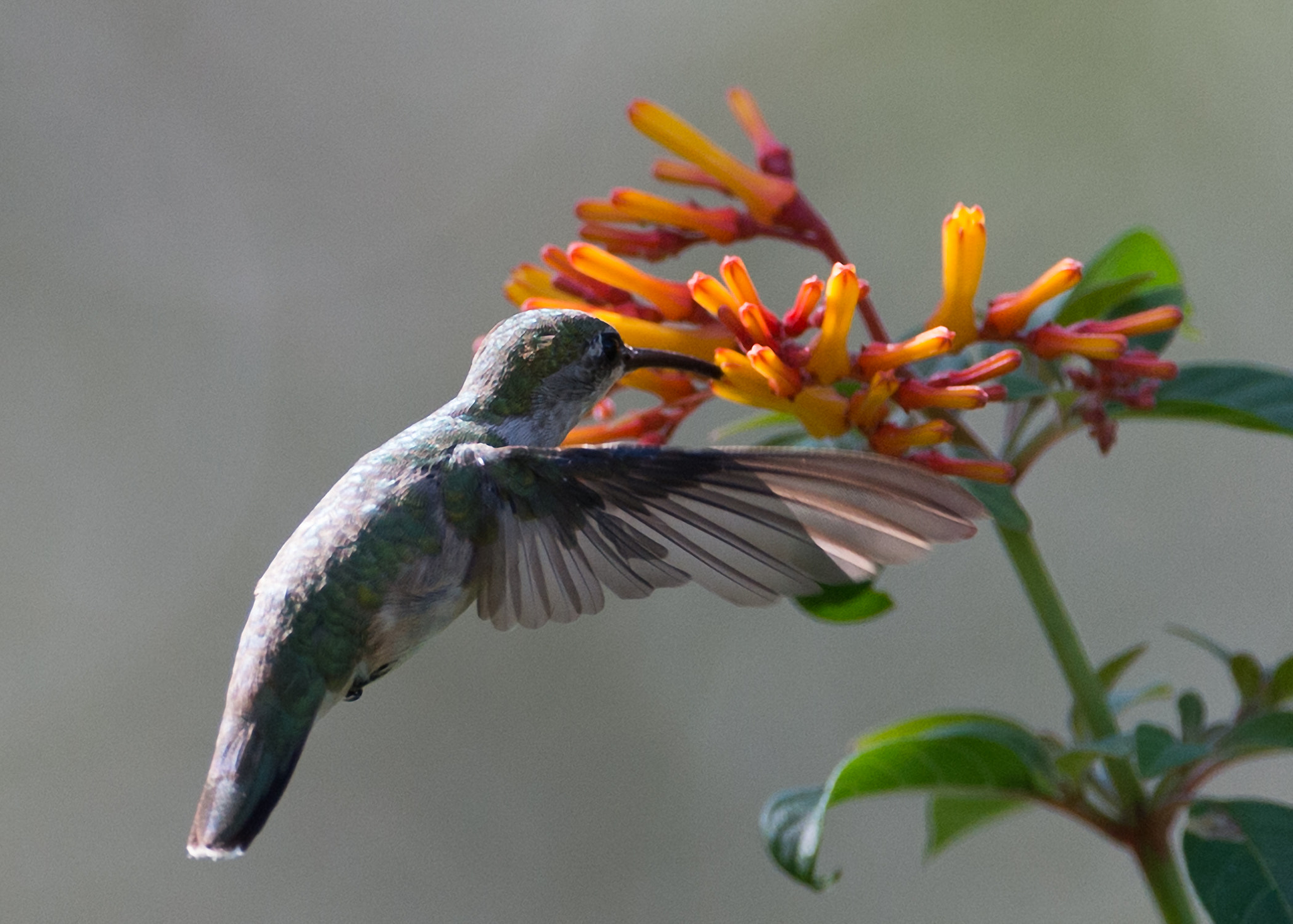 Nikon AF-S Nikkor 200-400mm F4G ED-IF VR sample photo. Butterfly's view of a hummingbird photography