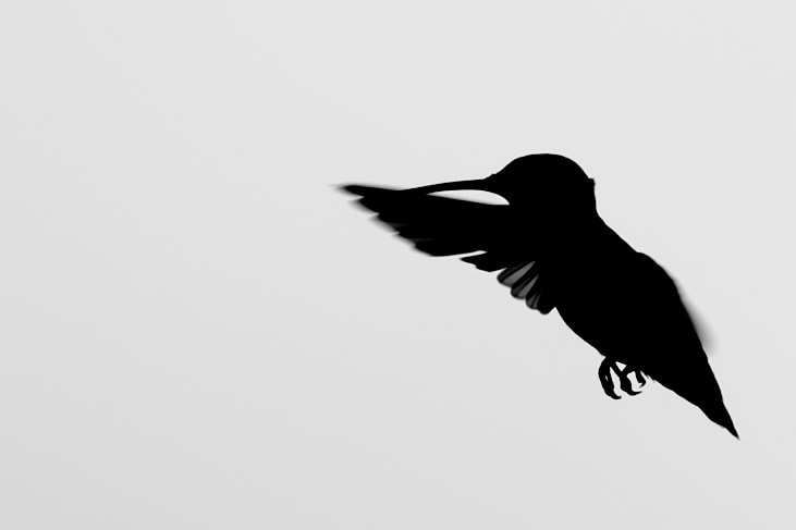 Nikon AF-S Nikkor 200-400mm F4G ED-IF VR sample photo. Hummingbird silhouette photography