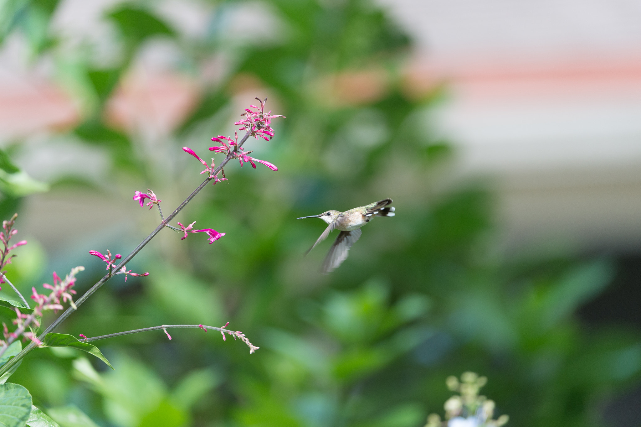 Nikon AF-S Nikkor 200-400mm F4G ED-IF VR sample photo. Hummingbird in reverse photography