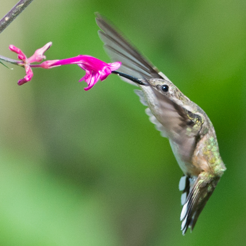 Nikon AF-S Nikkor 200-400mm F4G ED-IF VR sample photo. A sip on the wing photography