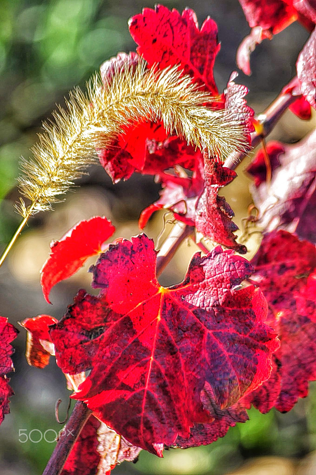 Nikon D90 + Sigma 55-200mm F4-5.6 DC sample photo. Les vignes chateauneuf de gadagne photography