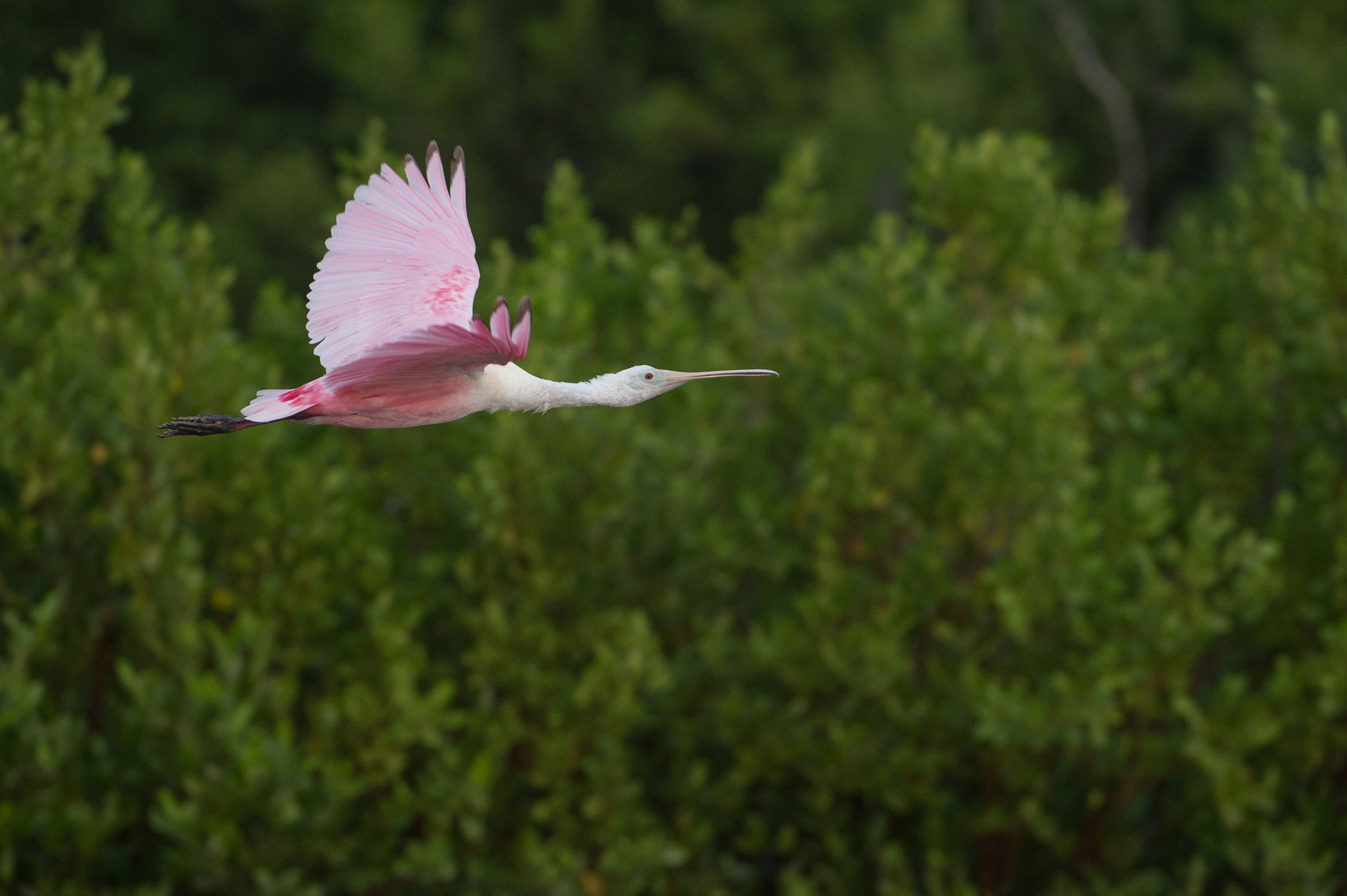 Nikon AF-S Nikkor 200-400mm F4G ED-IF VR sample photo. Young spoonbill photography