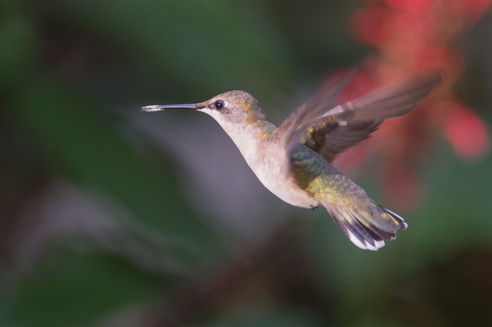 Nikon AF-S Nikkor 200-400mm F4G ED-IF VR sample photo. Pollen mustache photography