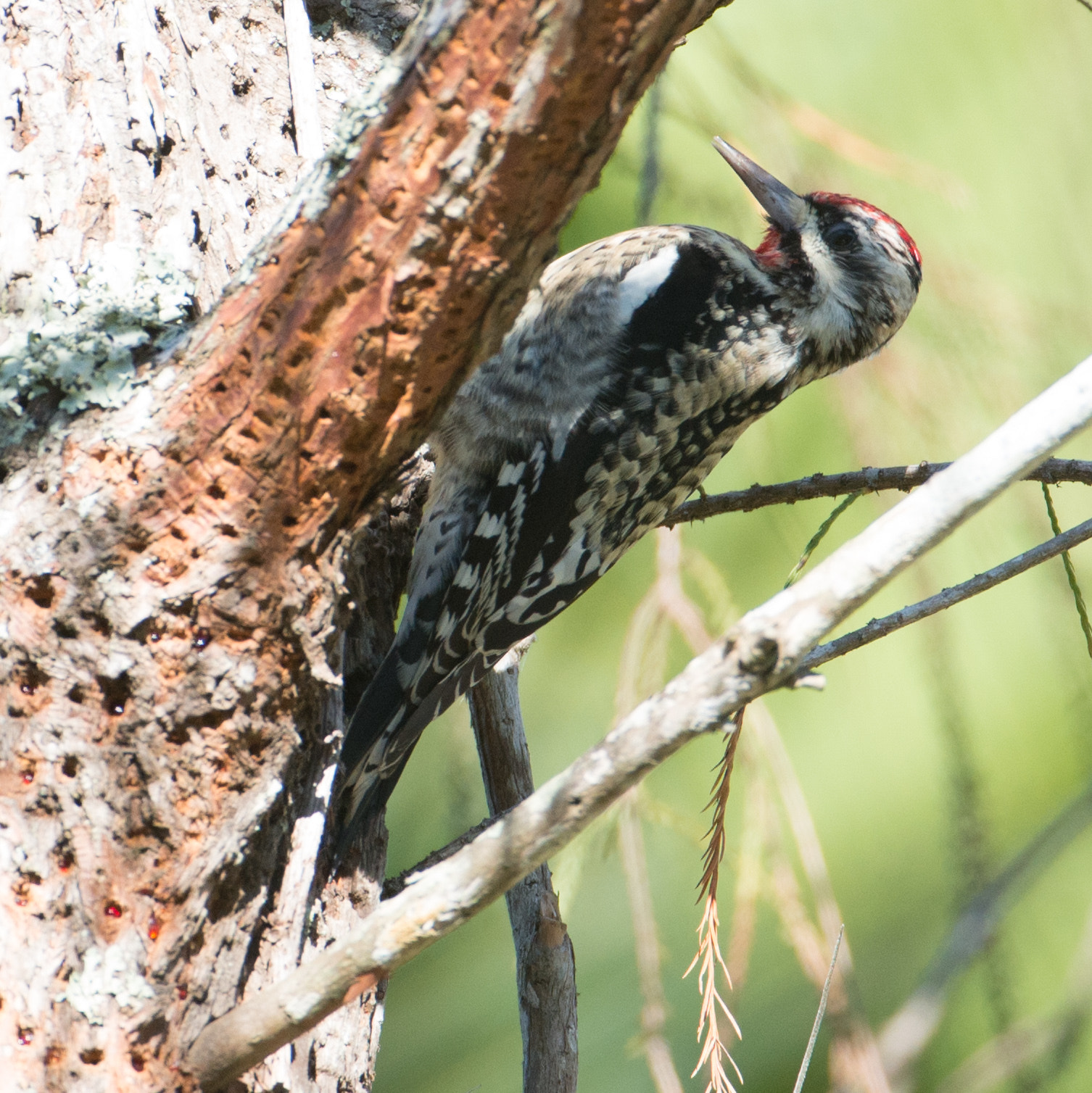 Nikon AF-S Nikkor 200-400mm F4G ED-IF VR sample photo. Yellow-bellied sapsucker photography