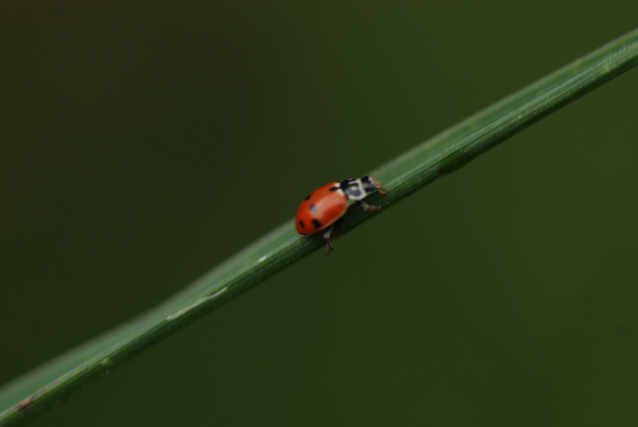 Nikon D200 sample photo. Ladybug photography