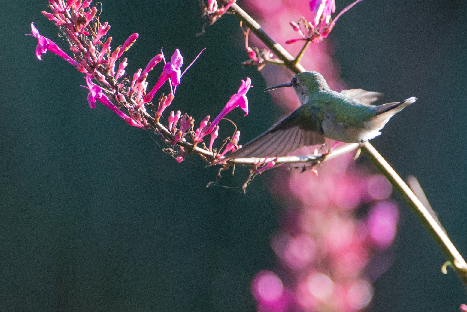 Nikon AF-S Nikkor 200-400mm F4G ED-IF VR sample photo. In search photography