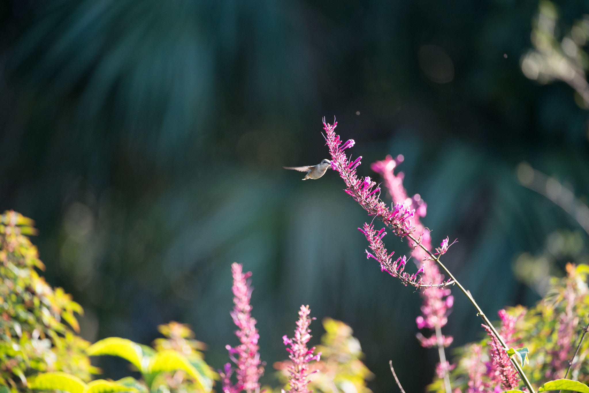 Nikon AF-S Nikkor 200-400mm F4G ED-IF VR sample photo. Tiny dancer photography