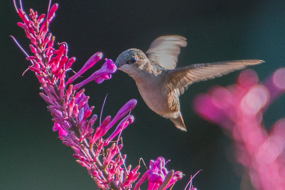 Nikon AF-S Nikkor 200-400mm F4G ED-IF VR sample photo. Breakfast at first light photography