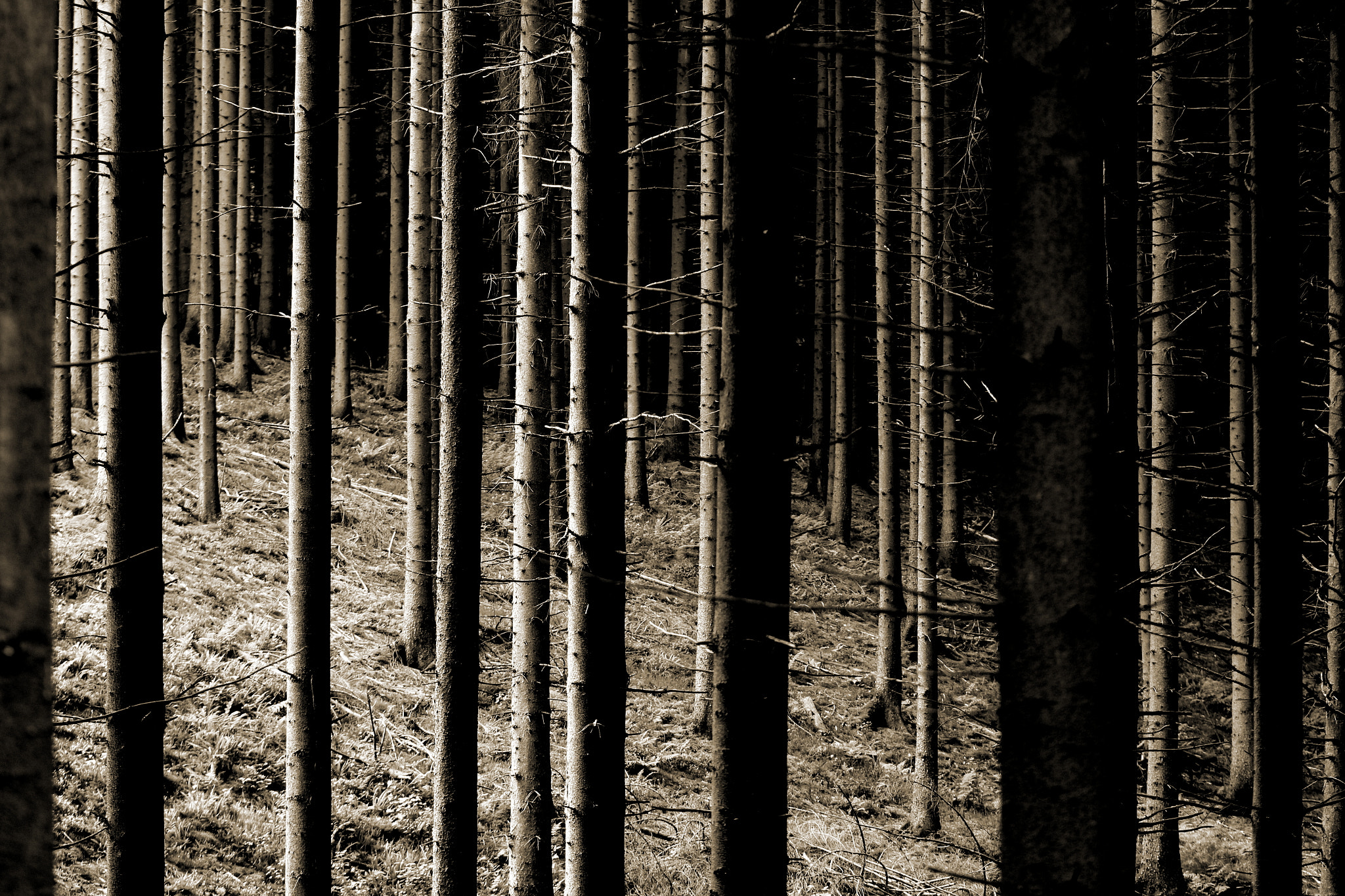 Canon EOS 650D (EOS Rebel T4i / EOS Kiss X6i) sample photo. In the pines photography
