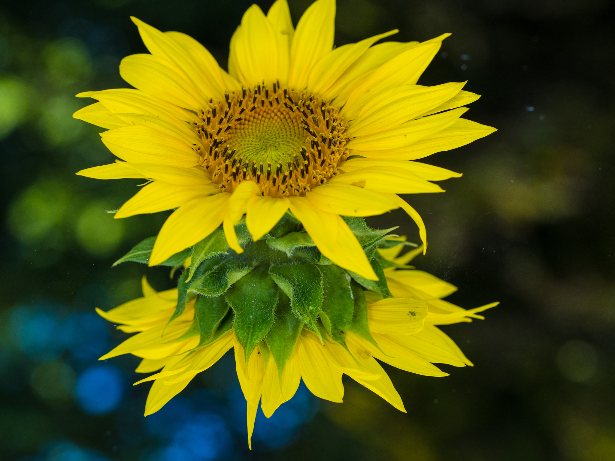 Olympus PEN E-PL5 sample photo. Sunflower photography