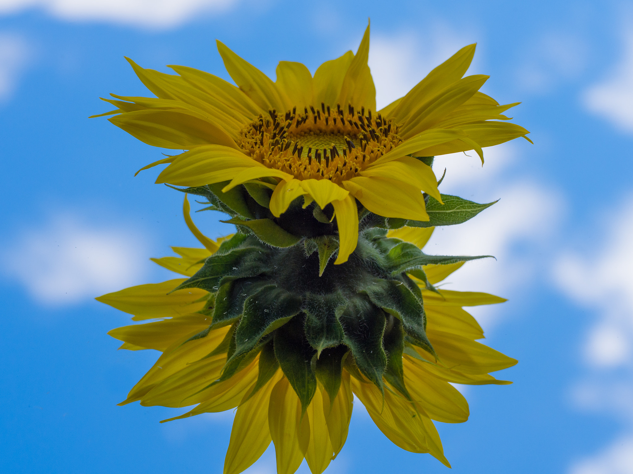 Olympus PEN E-PL5 sample photo. Sunflower photography