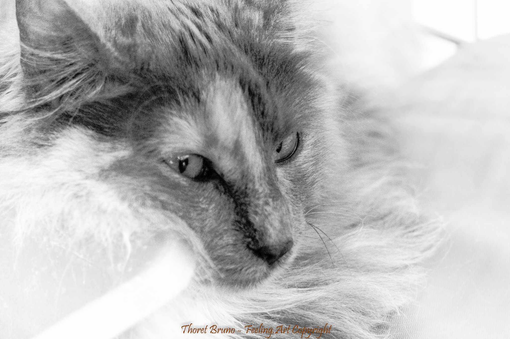 Sony Alpha a3000 sample photo. Cat &amp; white feeling-art.com photography