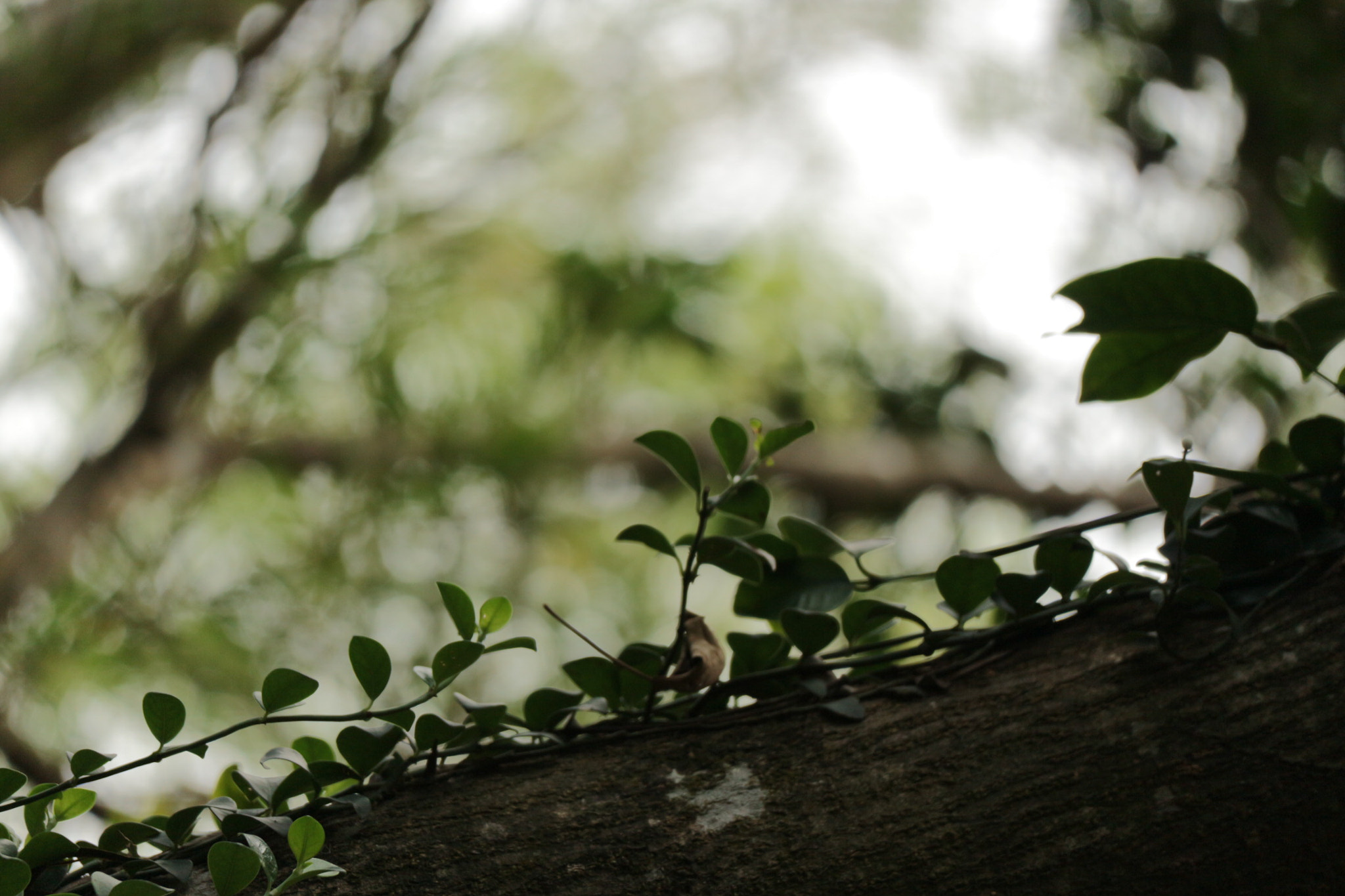 Canon EOS M10 sample photo. Rely on you photography
